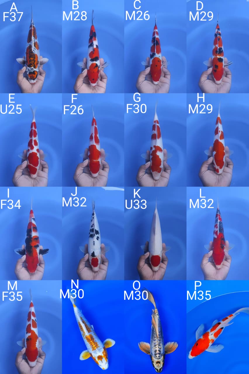 Lelang Koi Online, Jual Beli Ikan Koi, Pasar Koi Terbaik, Agen Lelang Koi, Penawaran Koi Berkualitas, Harga Jual Koi, Lelang Ikan Koi Import, Beli Koi Online, Jual Koi Murah, Koi Showroom, Penjual Koi Terpercaya, Lelang Koi Jakarta, Jual Koi Lokal, Koi Kualitas Unggul, Harga Terbaik Koi, Jual Koi Indukan, Lelang Ikan Hias Koi, Pasar Koi Indonesia, Beli Koi Berkualitas Tinggi, Koi Farm Terbesar, Jual Beli Koi Impor, Lelang Ikan Koi Kualitas Premium, Daftar Harga Koi Terbaru, Pusat Jual Beli Koi, Info Lelang Koi Hari Ini.