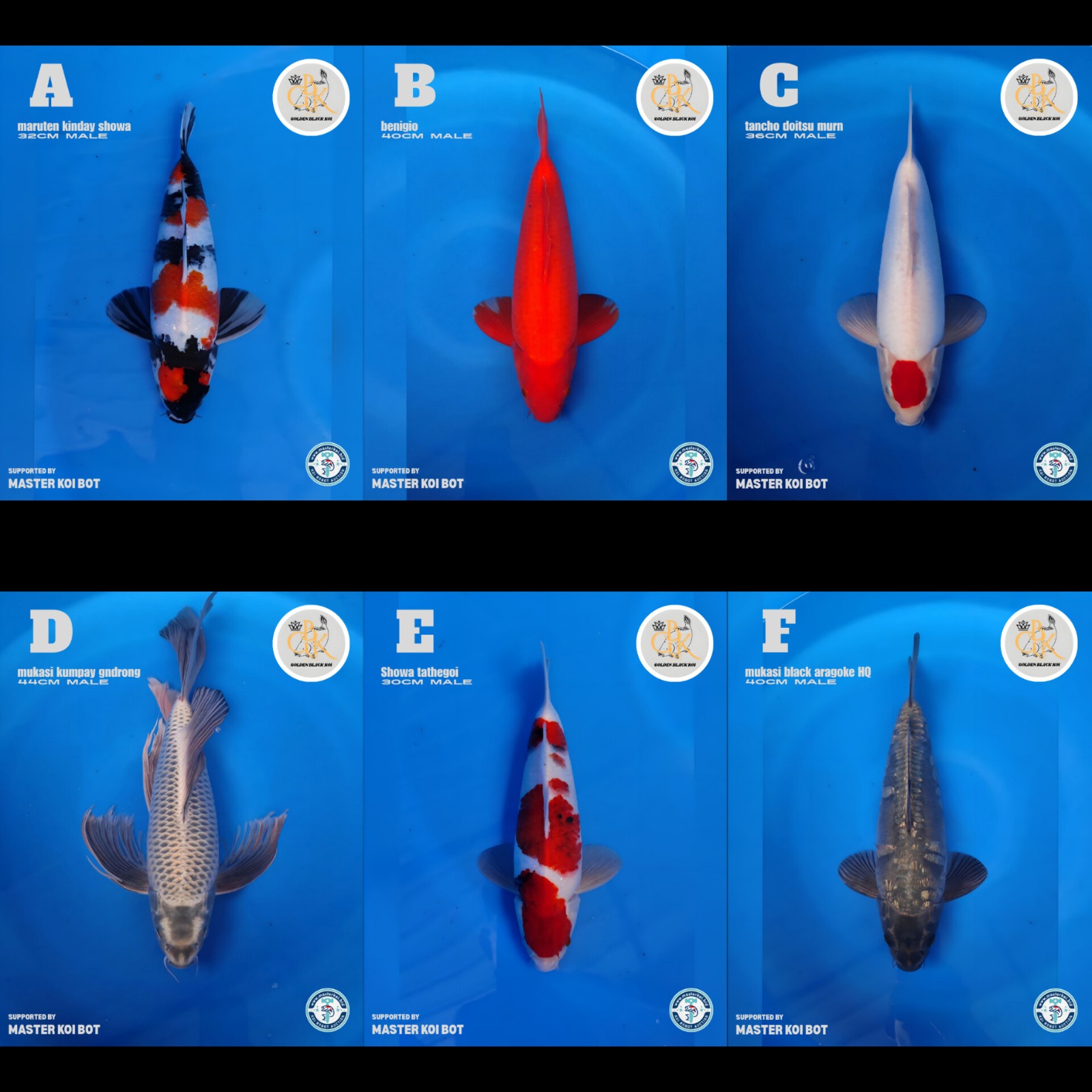 Lelang Koi Online, Jual Beli Ikan Koi, Pasar Koi Terbaik, Agen Lelang Koi, Penawaran Koi Berkualitas, Harga Jual Koi, Lelang Ikan Koi Import, Beli Koi Online, Jual Koi Murah, Koi Showroom, Penjual Koi Terpercaya, Lelang Koi Jakarta, Jual Koi Lokal, Koi Kualitas Unggul, Harga Terbaik Koi, Jual Koi Indukan, Lelang Ikan Hias Koi, Pasar Koi Indonesia, Beli Koi Berkualitas Tinggi, Koi Farm Terbesar, Jual Beli Koi Impor, Lelang Ikan Koi Kualitas Premium, Daftar Harga Koi Terbaru, Pusat Jual Beli Koi, Info Lelang Koi Hari Ini.