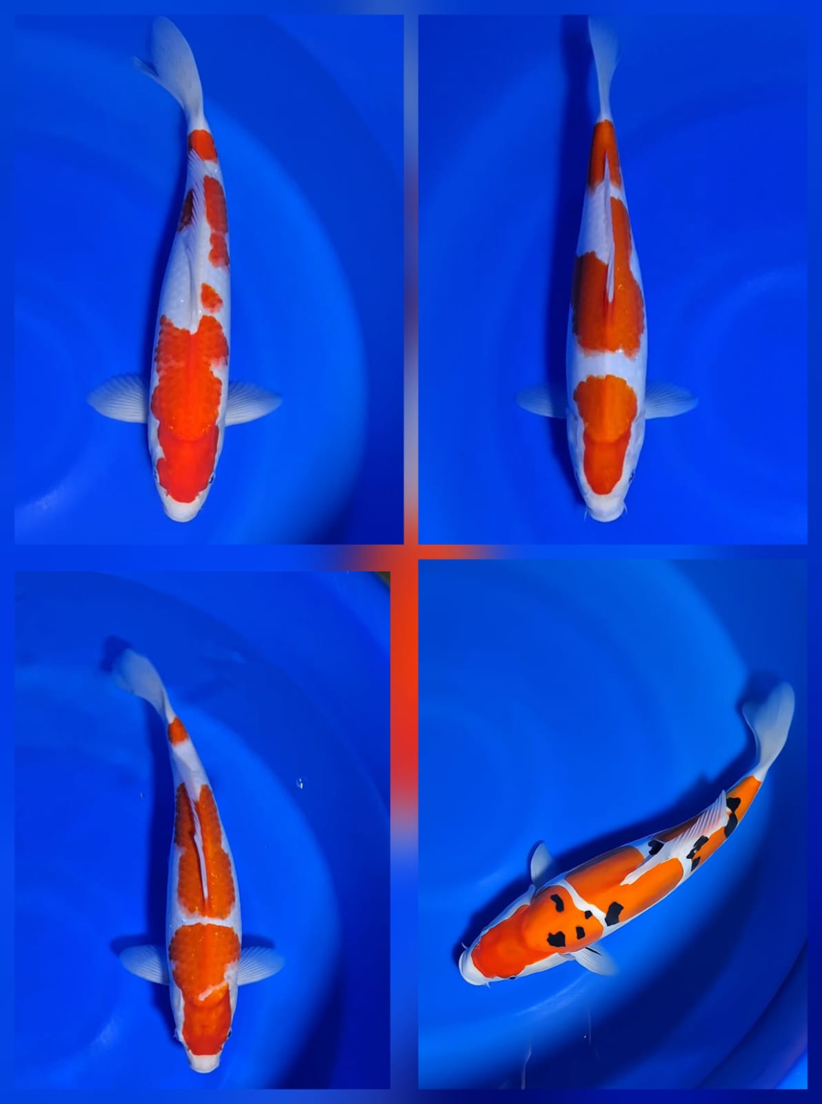 Lelang Koi Online, Jual Beli Ikan Koi, Pasar Koi Terbaik, Agen Lelang Koi, Penawaran Koi Berkualitas, Harga Jual Koi, Lelang Ikan Koi Import, Beli Koi Online, Jual Koi Murah, Koi Showroom, Penjual Koi Terpercaya, Lelang Koi Jakarta, Jual Koi Lokal, Koi Kualitas Unggul, Harga Terbaik Koi, Jual Koi Indukan, Lelang Ikan Hias Koi, Pasar Koi Indonesia, Beli Koi Berkualitas Tinggi, Koi Farm Terbesar, Jual Beli Koi Impor, Lelang Ikan Koi Kualitas Premium, Daftar Harga Koi Terbaru, Pusat Jual Beli Koi, Info Lelang Koi Hari Ini.