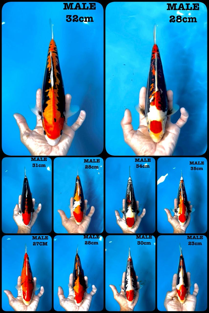 Lelang Koi Online, Jual Beli Ikan Koi, Pasar Koi Terbaik, Agen Lelang Koi, Penawaran Koi Berkualitas, Harga Jual Koi, Lelang Ikan Koi Import, Beli Koi Online, Jual Koi Murah, Koi Showroom, Penjual Koi Terpercaya, Lelang Koi Jakarta, Jual Koi Lokal, Koi Kualitas Unggul, Harga Terbaik Koi, Jual Koi Indukan, Lelang Ikan Hias Koi, Pasar Koi Indonesia, Beli Koi Berkualitas Tinggi, Koi Farm Terbesar, Jual Beli Koi Impor, Lelang Ikan Koi Kualitas Premium, Daftar Harga Koi Terbaru, Pusat Jual Beli Koi, Info Lelang Koi Hari Ini.