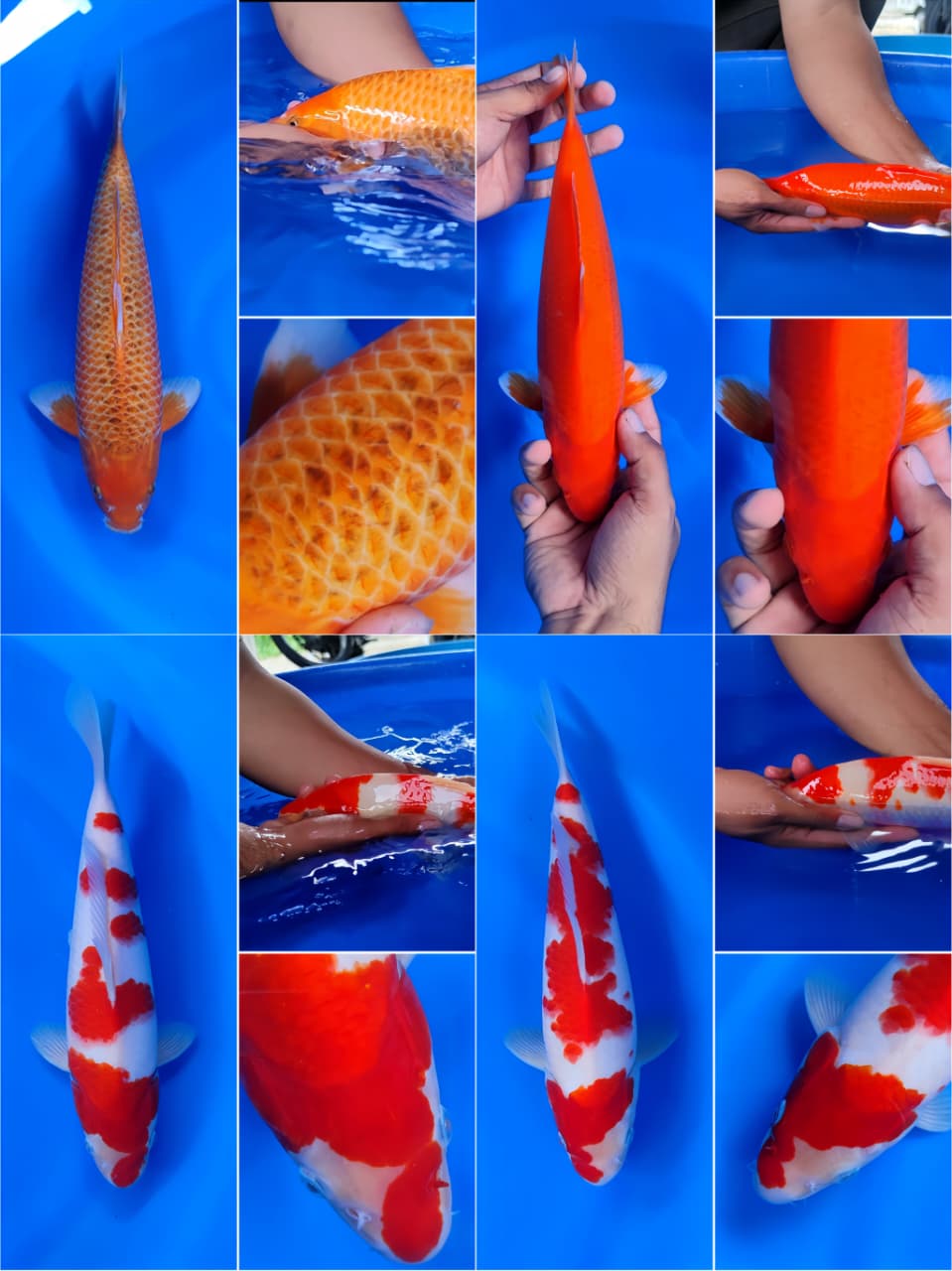 Lelang Koi Online, Jual Beli Ikan Koi, Pasar Koi Terbaik, Agen Lelang Koi, Penawaran Koi Berkualitas, Harga Jual Koi, Lelang Ikan Koi Import, Beli Koi Online, Jual Koi Murah, Koi Showroom, Penjual Koi Terpercaya, Lelang Koi Jakarta, Jual Koi Lokal, Koi Kualitas Unggul, Harga Terbaik Koi, Jual Koi Indukan, Lelang Ikan Hias Koi, Pasar Koi Indonesia, Beli Koi Berkualitas Tinggi, Koi Farm Terbesar, Jual Beli Koi Impor, Lelang Ikan Koi Kualitas Premium, Daftar Harga Koi Terbaru, Pusat Jual Beli Koi, Info Lelang Koi Hari Ini.