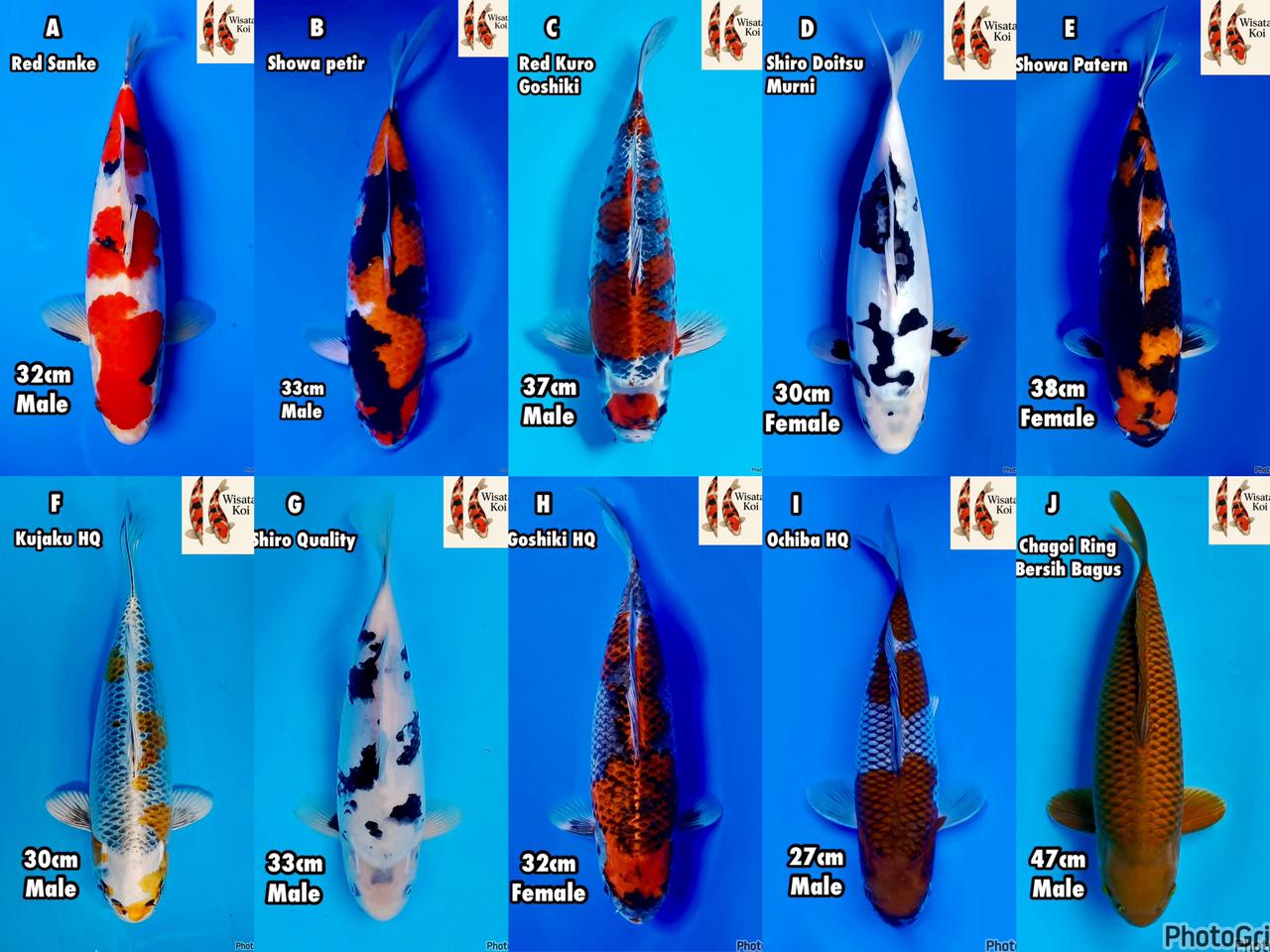 Lelang Koi Online, Jual Beli Ikan Koi, Pasar Koi Terbaik, Agen Lelang Koi, Penawaran Koi Berkualitas, Harga Jual Koi, Lelang Ikan Koi Import, Beli Koi Online, Jual Koi Murah, Koi Showroom, Penjual Koi Terpercaya, Lelang Koi Jakarta, Jual Koi Lokal, Koi Kualitas Unggul, Harga Terbaik Koi, Jual Koi Indukan, Lelang Ikan Hias Koi, Pasar Koi Indonesia, Beli Koi Berkualitas Tinggi, Koi Farm Terbesar, Jual Beli Koi Impor, Lelang Ikan Koi Kualitas Premium, Daftar Harga Koi Terbaru, Pusat Jual Beli Koi, Info Lelang Koi Hari Ini.