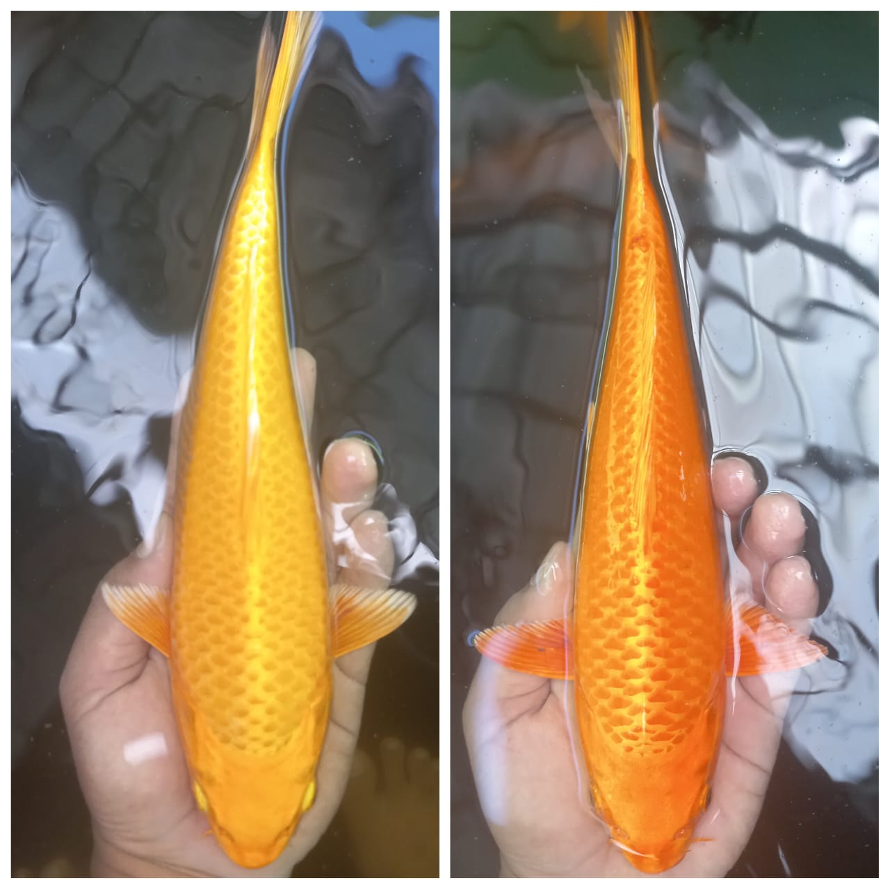 Lelang Koi Online, Jual Beli Ikan Koi, Pasar Koi Terbaik, Agen Lelang Koi, Penawaran Koi Berkualitas, Harga Jual Koi, Lelang Ikan Koi Import, Beli Koi Online, Jual Koi Murah, Koi Showroom, Penjual Koi Terpercaya, Lelang Koi Jakarta, Jual Koi Lokal, Koi Kualitas Unggul, Harga Terbaik Koi, Jual Koi Indukan, Lelang Ikan Hias Koi, Pasar Koi Indonesia, Beli Koi Berkualitas Tinggi, Koi Farm Terbesar, Jual Beli Koi Impor, Lelang Ikan Koi Kualitas Premium, Daftar Harga Koi Terbaru, Pusat Jual Beli Koi, Info Lelang Koi Hari Ini.