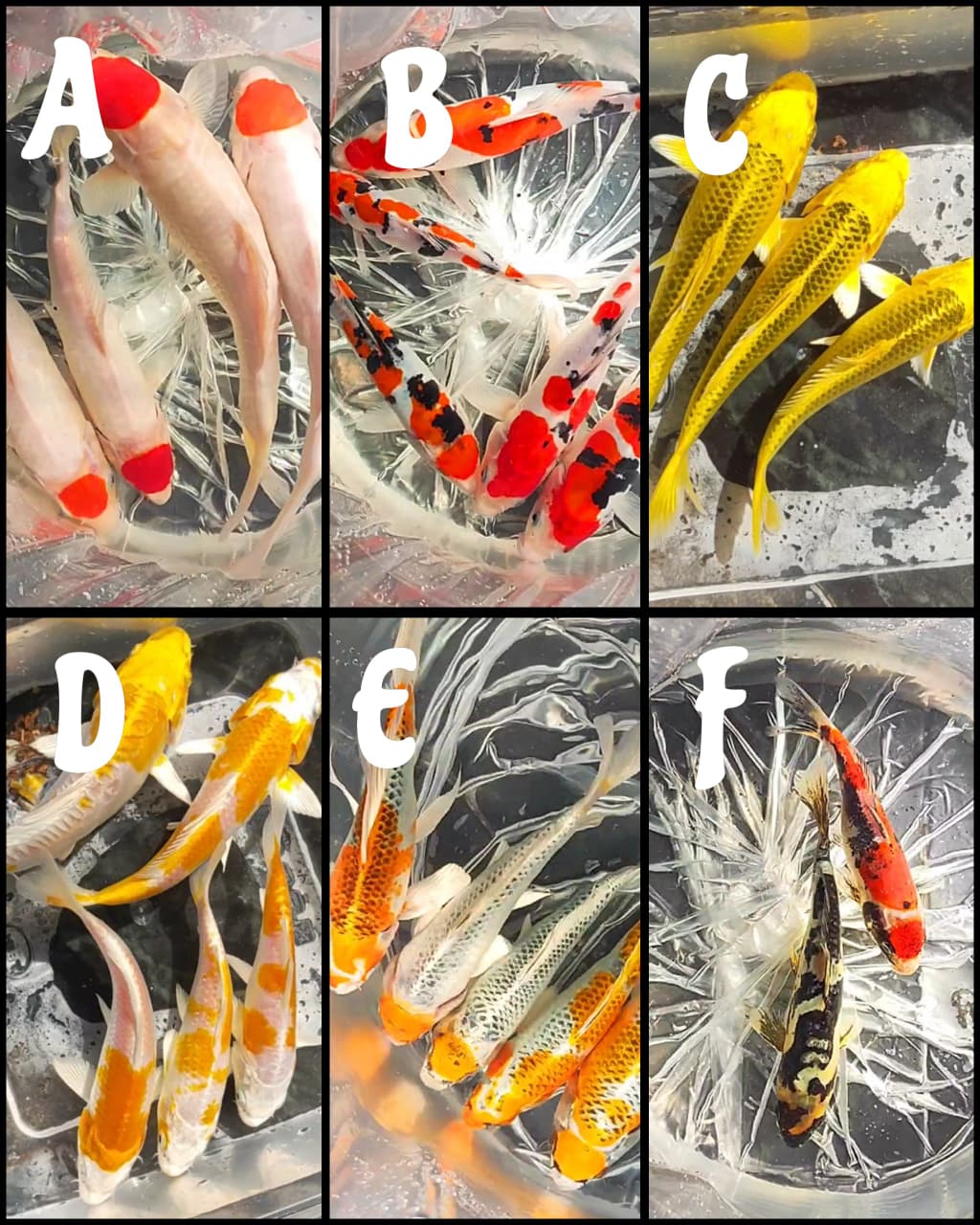 Lelang Koi Online, Jual Beli Ikan Koi, Pasar Koi Terbaik, Agen Lelang Koi, Penawaran Koi Berkualitas, Harga Jual Koi, Lelang Ikan Koi Import, Beli Koi Online, Jual Koi Murah, Koi Showroom, Penjual Koi Terpercaya, Lelang Koi Jakarta, Jual Koi Lokal, Koi Kualitas Unggul, Harga Terbaik Koi, Jual Koi Indukan, Lelang Ikan Hias Koi, Pasar Koi Indonesia, Beli Koi Berkualitas Tinggi, Koi Farm Terbesar, Jual Beli Koi Impor, Lelang Ikan Koi Kualitas Premium, Daftar Harga Koi Terbaru, Pusat Jual Beli Koi, Info Lelang Koi Hari Ini.