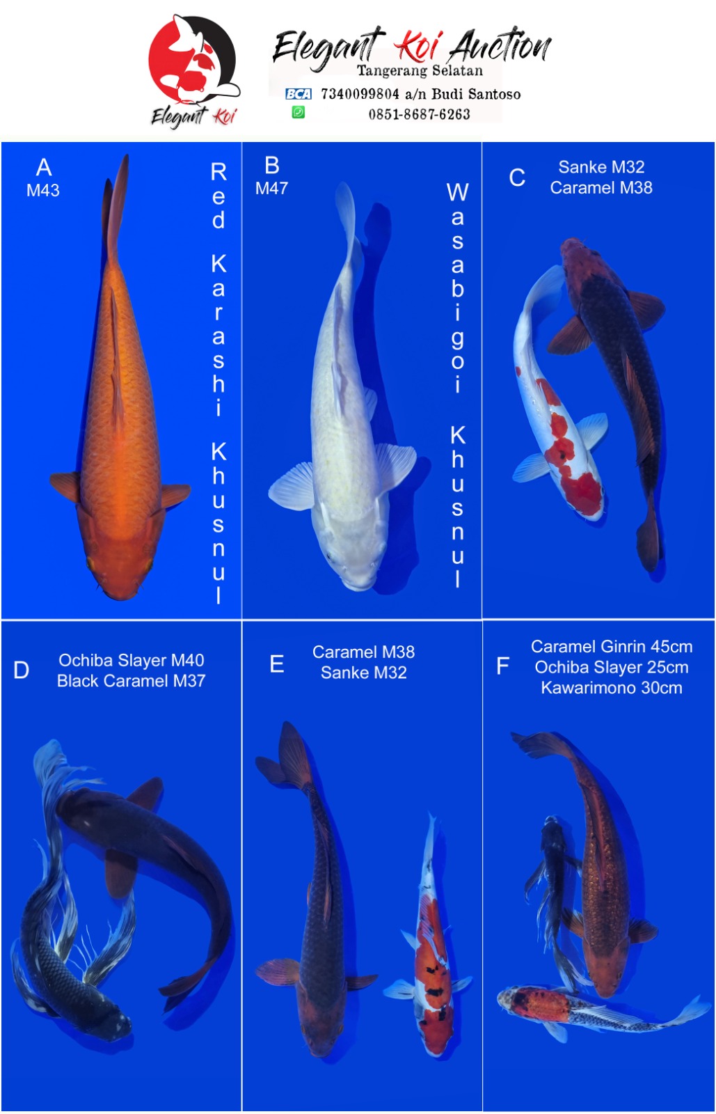 Lelang Koi Online, Jual Beli Ikan Koi, Pasar Koi Terbaik, Agen Lelang Koi, Penawaran Koi Berkualitas, Harga Jual Koi, Lelang Ikan Koi Import, Beli Koi Online, Jual Koi Murah, Koi Showroom, Penjual Koi Terpercaya, Lelang Koi Jakarta, Jual Koi Lokal, Koi Kualitas Unggul, Harga Terbaik Koi, Jual Koi Indukan, Lelang Ikan Hias Koi, Pasar Koi Indonesia, Beli Koi Berkualitas Tinggi, Koi Farm Terbesar, Jual Beli Koi Impor, Lelang Ikan Koi Kualitas Premium, Daftar Harga Koi Terbaru, Pusat Jual Beli Koi, Info Lelang Koi Hari Ini.