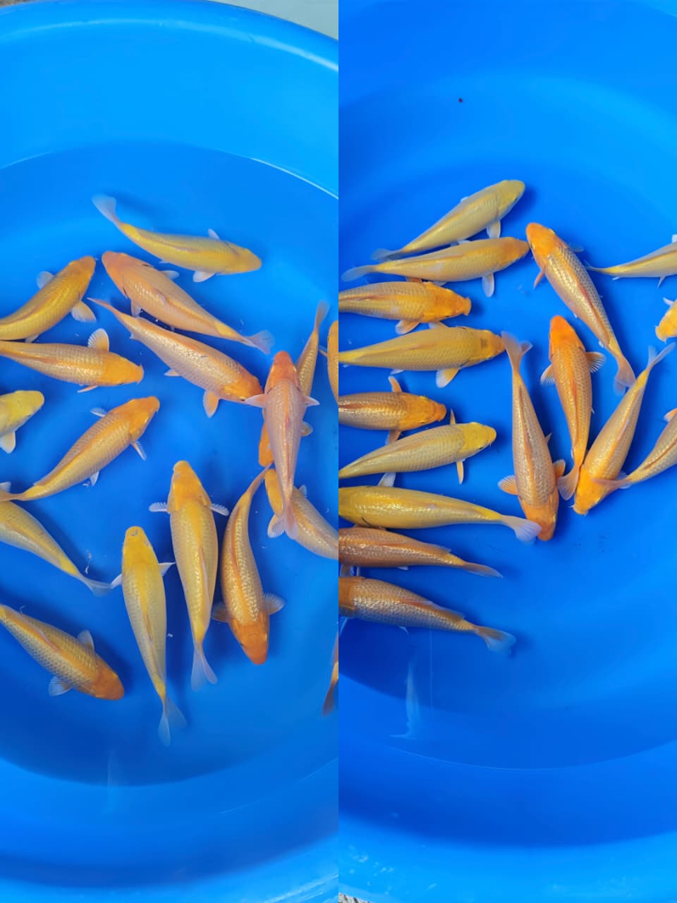 Lelang Koi Online, Jual Beli Ikan Koi, Pasar Koi Terbaik, Agen Lelang Koi, Penawaran Koi Berkualitas, Harga Jual Koi, Lelang Ikan Koi Import, Beli Koi Online, Jual Koi Murah, Koi Showroom, Penjual Koi Terpercaya, Lelang Koi Jakarta, Jual Koi Lokal, Koi Kualitas Unggul, Harga Terbaik Koi, Jual Koi Indukan, Lelang Ikan Hias Koi, Pasar Koi Indonesia, Beli Koi Berkualitas Tinggi, Koi Farm Terbesar, Jual Beli Koi Impor, Lelang Ikan Koi Kualitas Premium, Daftar Harga Koi Terbaru, Pusat Jual Beli Koi, Info Lelang Koi Hari Ini.