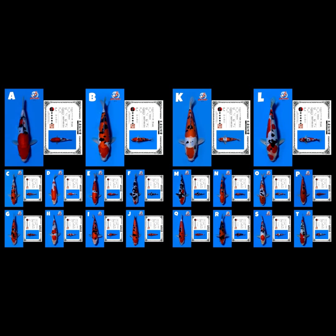 Lelang Koi Online, Jual Beli Ikan Koi, Pasar Koi Terbaik, Agen Lelang Koi, Penawaran Koi Berkualitas, Harga Jual Koi, Lelang Ikan Koi Import, Beli Koi Online, Jual Koi Murah, Koi Showroom, Penjual Koi Terpercaya, Lelang Koi Jakarta, Jual Koi Lokal, Koi Kualitas Unggul, Harga Terbaik Koi, Jual Koi Indukan, Lelang Ikan Hias Koi, Pasar Koi Indonesia, Beli Koi Berkualitas Tinggi, Koi Farm Terbesar, Jual Beli Koi Impor, Lelang Ikan Koi Kualitas Premium, Daftar Harga Koi Terbaru, Pusat Jual Beli Koi, Info Lelang Koi Hari Ini.