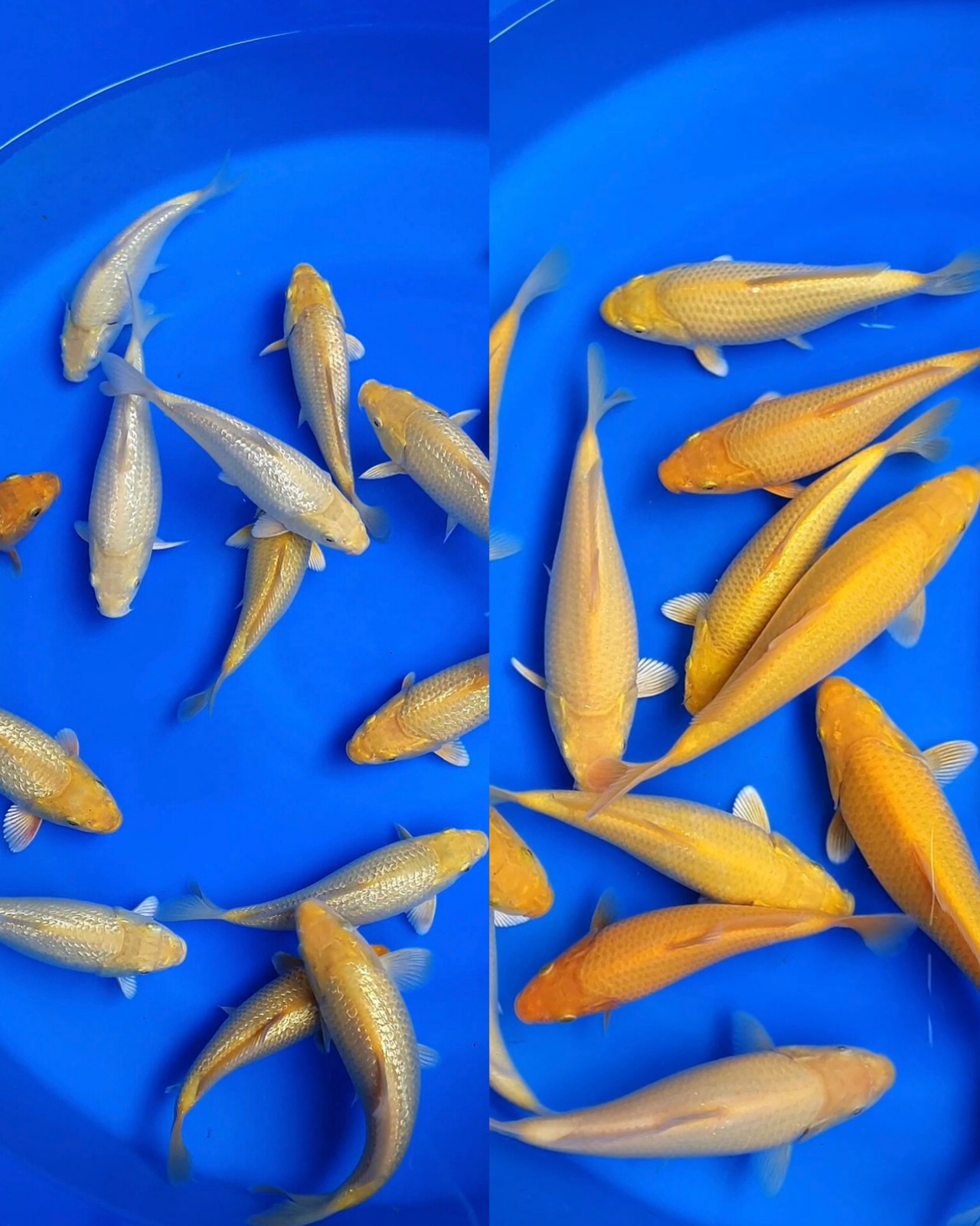 Lelang Koi Online, Jual Beli Ikan Koi, Pasar Koi Terbaik, Agen Lelang Koi, Penawaran Koi Berkualitas, Harga Jual Koi, Lelang Ikan Koi Import, Beli Koi Online, Jual Koi Murah, Koi Showroom, Penjual Koi Terpercaya, Lelang Koi Jakarta, Jual Koi Lokal, Koi Kualitas Unggul, Harga Terbaik Koi, Jual Koi Indukan, Lelang Ikan Hias Koi, Pasar Koi Indonesia, Beli Koi Berkualitas Tinggi, Koi Farm Terbesar, Jual Beli Koi Impor, Lelang Ikan Koi Kualitas Premium, Daftar Harga Koi Terbaru, Pusat Jual Beli Koi, Info Lelang Koi Hari Ini.