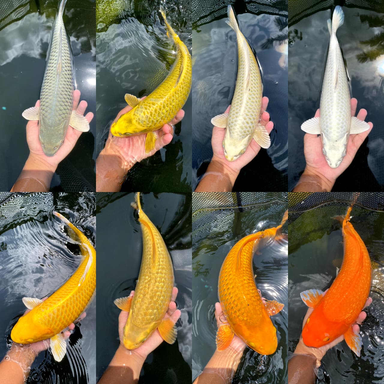 Lelang Koi Online, Jual Beli Ikan Koi, Pasar Koi Terbaik, Agen Lelang Koi, Penawaran Koi Berkualitas, Harga Jual Koi, Lelang Ikan Koi Import, Beli Koi Online, Jual Koi Murah, Koi Showroom, Penjual Koi Terpercaya, Lelang Koi Jakarta, Jual Koi Lokal, Koi Kualitas Unggul, Harga Terbaik Koi, Jual Koi Indukan, Lelang Ikan Hias Koi, Pasar Koi Indonesia, Beli Koi Berkualitas Tinggi, Koi Farm Terbesar, Jual Beli Koi Impor, Lelang Ikan Koi Kualitas Premium, Daftar Harga Koi Terbaru, Pusat Jual Beli Koi, Info Lelang Koi Hari Ini.