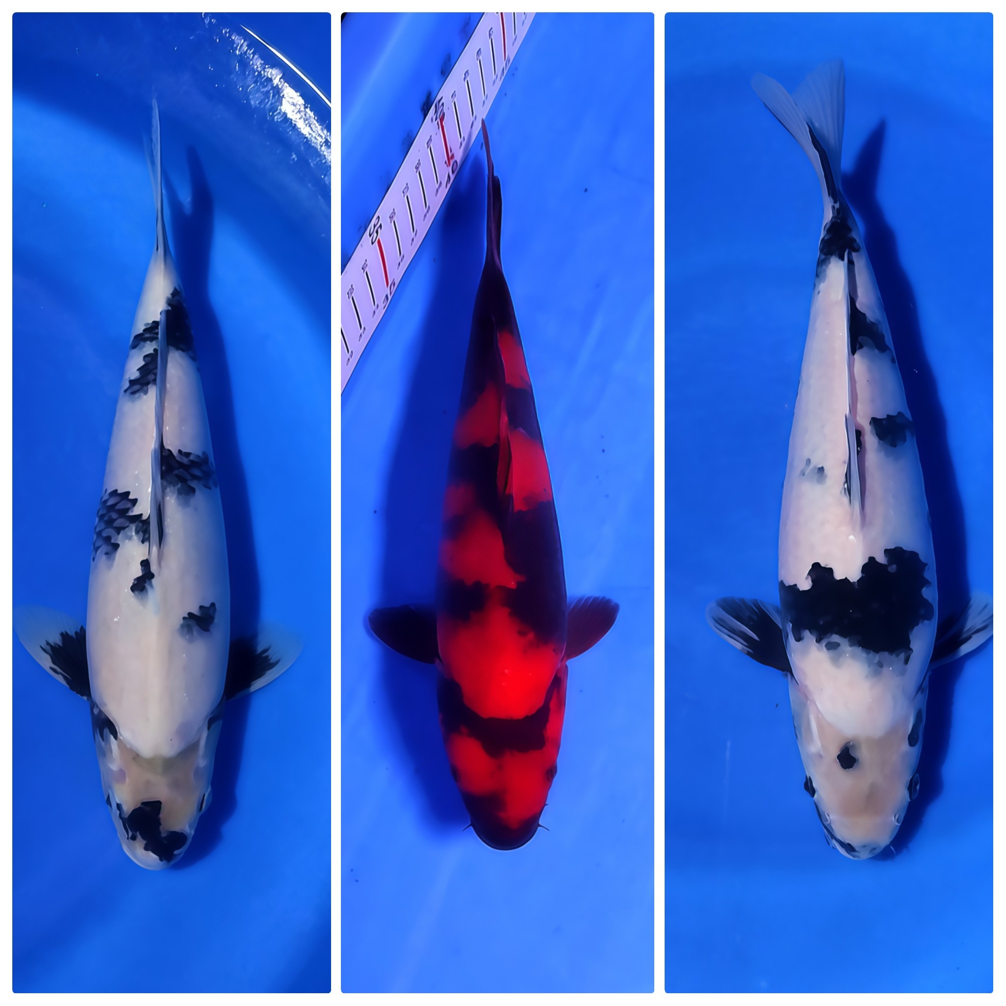 Lelang Koi Online, Jual Beli Ikan Koi, Pasar Koi Terbaik, Agen Lelang Koi, Penawaran Koi Berkualitas, Harga Jual Koi, Lelang Ikan Koi Import, Beli Koi Online, Jual Koi Murah, Koi Showroom, Penjual Koi Terpercaya, Lelang Koi Jakarta, Jual Koi Lokal, Koi Kualitas Unggul, Harga Terbaik Koi, Jual Koi Indukan, Lelang Ikan Hias Koi, Pasar Koi Indonesia, Beli Koi Berkualitas Tinggi, Koi Farm Terbesar, Jual Beli Koi Impor, Lelang Ikan Koi Kualitas Premium, Daftar Harga Koi Terbaru, Pusat Jual Beli Koi, Info Lelang Koi Hari Ini.