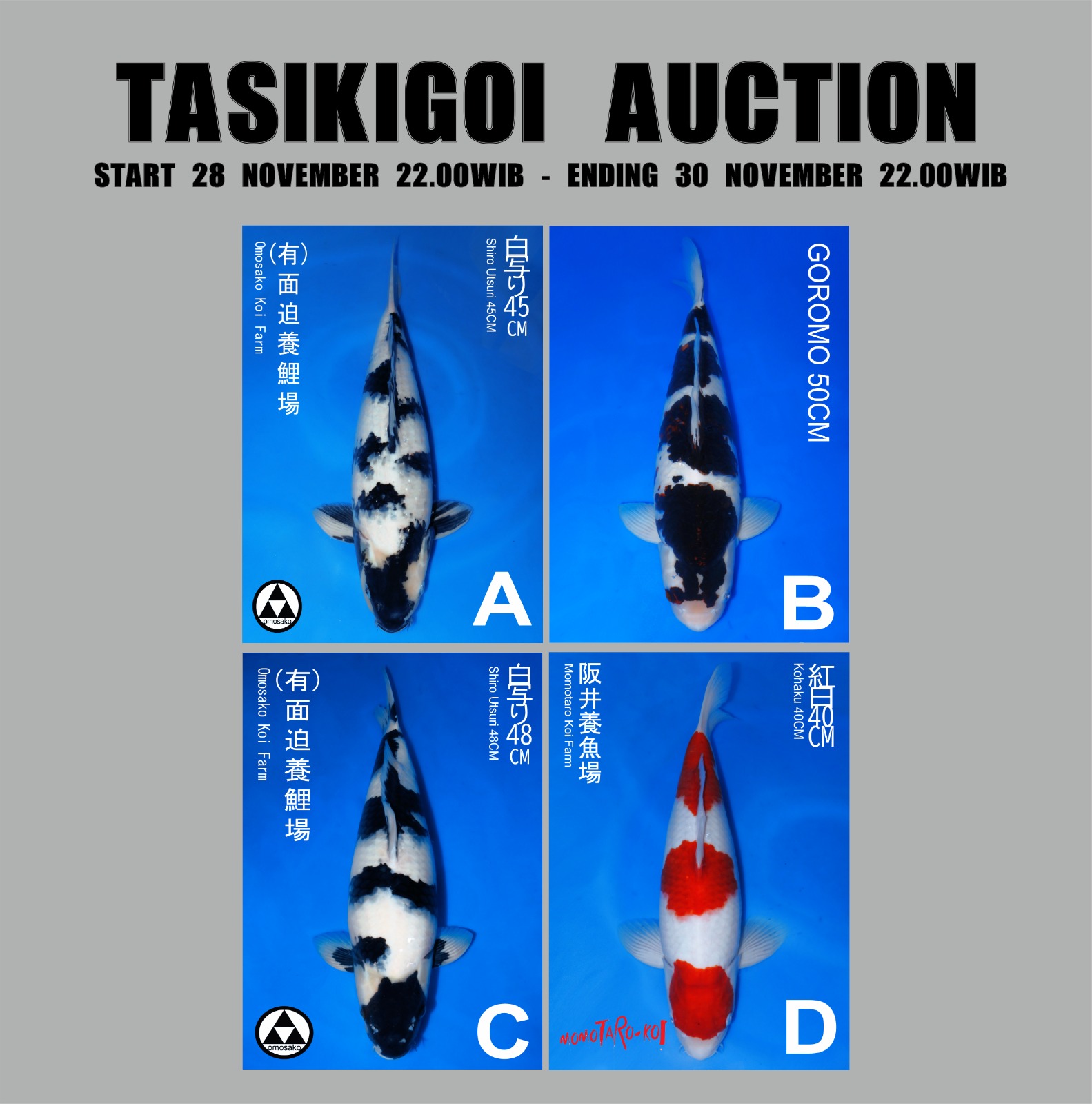 Lelang Koi Online, Jual Beli Ikan Koi, Pasar Koi Terbaik, Agen Lelang Koi, Penawaran Koi Berkualitas, Harga Jual Koi, Lelang Ikan Koi Import, Beli Koi Online, Jual Koi Murah, Koi Showroom, Penjual Koi Terpercaya, Lelang Koi Jakarta, Jual Koi Lokal, Koi Kualitas Unggul, Harga Terbaik Koi, Jual Koi Indukan, Lelang Ikan Hias Koi, Pasar Koi Indonesia, Beli Koi Berkualitas Tinggi, Koi Farm Terbesar, Jual Beli Koi Impor, Lelang Ikan Koi Kualitas Premium, Daftar Harga Koi Terbaru, Pusat Jual Beli Koi, Info Lelang Koi Hari Ini.
