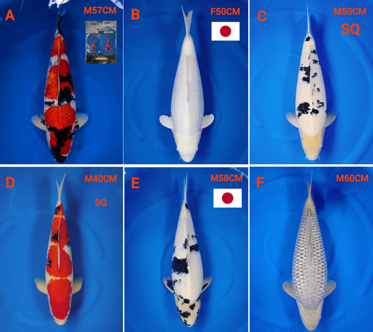 Lelang Koi Online, Jual Beli Ikan Koi, Pasar Koi Terbaik, Agen Lelang Koi, Penawaran Koi Berkualitas, Harga Jual Koi, Lelang Ikan Koi Import, Beli Koi Online, Jual Koi Murah, Koi Showroom, Penjual Koi Terpercaya, Lelang Koi Jakarta, Jual Koi Lokal, Koi Kualitas Unggul, Harga Terbaik Koi, Jual Koi Indukan, Lelang Ikan Hias Koi, Pasar Koi Indonesia, Beli Koi Berkualitas Tinggi, Koi Farm Terbesar, Jual Beli Koi Impor, Lelang Ikan Koi Kualitas Premium, Daftar Harga Koi Terbaru, Pusat Jual Beli Koi, Info Lelang Koi Hari Ini.