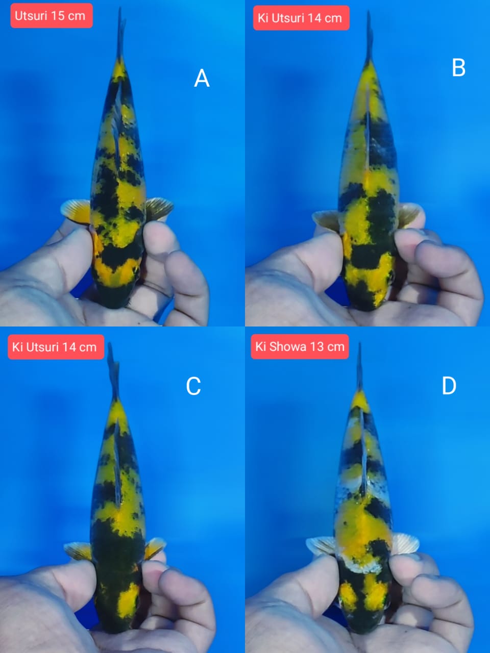 Lelang Koi Online, Jual Beli Ikan Koi, Pasar Koi Terbaik, Agen Lelang Koi, Penawaran Koi Berkualitas, Harga Jual Koi, Lelang Ikan Koi Import, Beli Koi Online, Jual Koi Murah, Koi Showroom, Penjual Koi Terpercaya, Lelang Koi Jakarta, Jual Koi Lokal, Koi Kualitas Unggul, Harga Terbaik Koi, Jual Koi Indukan, Lelang Ikan Hias Koi, Pasar Koi Indonesia, Beli Koi Berkualitas Tinggi, Koi Farm Terbesar, Jual Beli Koi Impor, Lelang Ikan Koi Kualitas Premium, Daftar Harga Koi Terbaru, Pusat Jual Beli Koi, Info Lelang Koi Hari Ini.