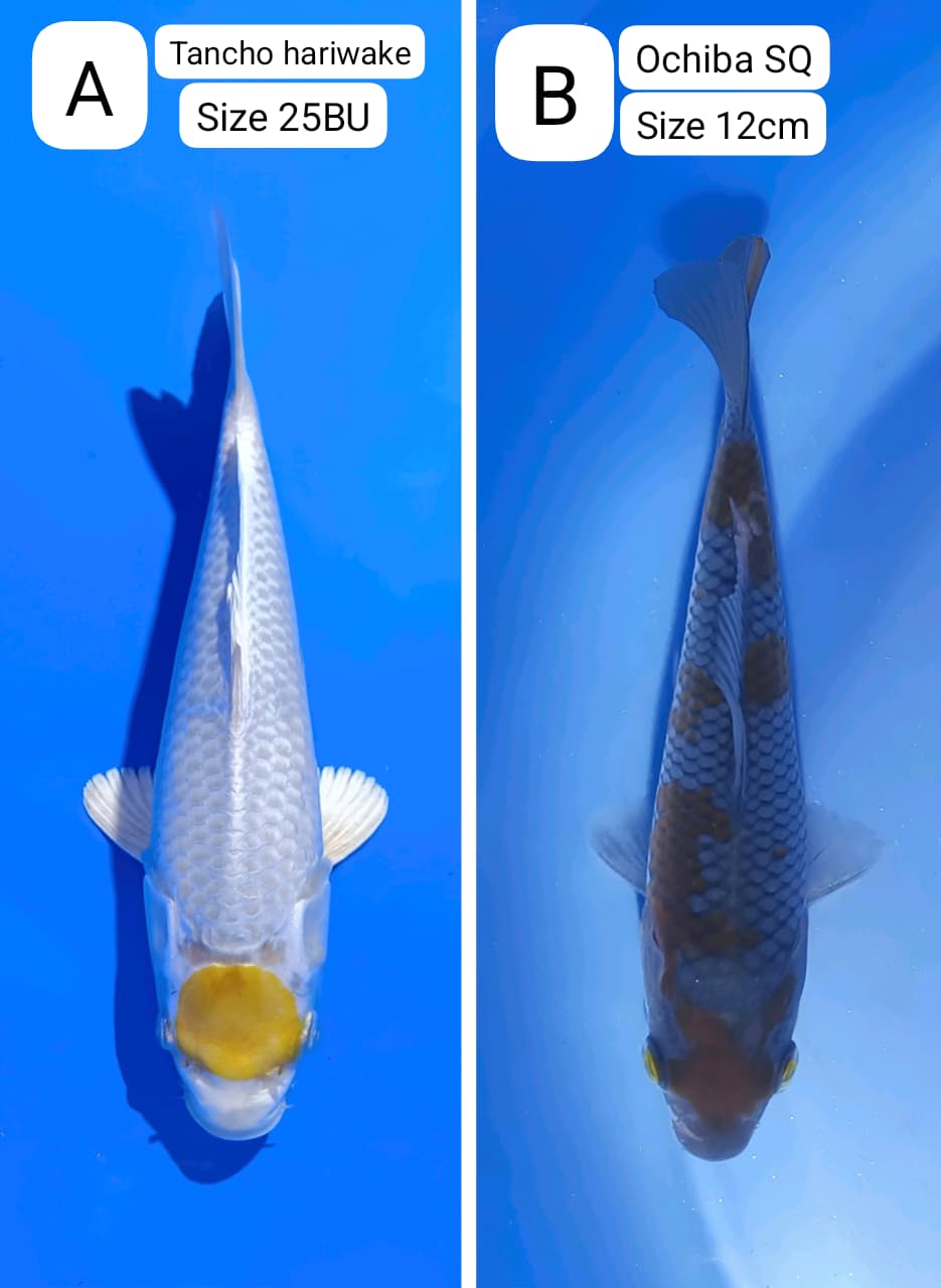 Lelang Koi Online, Jual Beli Ikan Koi, Pasar Koi Terbaik, Agen Lelang Koi, Penawaran Koi Berkualitas, Harga Jual Koi, Lelang Ikan Koi Import, Beli Koi Online, Jual Koi Murah, Koi Showroom, Penjual Koi Terpercaya, Lelang Koi Jakarta, Jual Koi Lokal, Koi Kualitas Unggul, Harga Terbaik Koi, Jual Koi Indukan, Lelang Ikan Hias Koi, Pasar Koi Indonesia, Beli Koi Berkualitas Tinggi, Koi Farm Terbesar, Jual Beli Koi Impor, Lelang Ikan Koi Kualitas Premium, Daftar Harga Koi Terbaru, Pusat Jual Beli Koi, Info Lelang Koi Hari Ini.