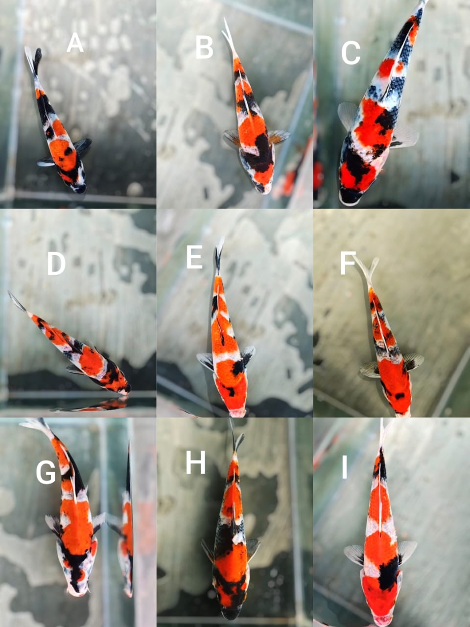 Lelang Koi Online, Jual Beli Ikan Koi, Pasar Koi Terbaik, Agen Lelang Koi, Penawaran Koi Berkualitas, Harga Jual Koi, Lelang Ikan Koi Import, Beli Koi Online, Jual Koi Murah, Koi Showroom, Penjual Koi Terpercaya, Lelang Koi Jakarta, Jual Koi Lokal, Koi Kualitas Unggul, Harga Terbaik Koi, Jual Koi Indukan, Lelang Ikan Hias Koi, Pasar Koi Indonesia, Beli Koi Berkualitas Tinggi, Koi Farm Terbesar, Jual Beli Koi Impor, Lelang Ikan Koi Kualitas Premium, Daftar Harga Koi Terbaru, Pusat Jual Beli Koi, Info Lelang Koi Hari Ini.