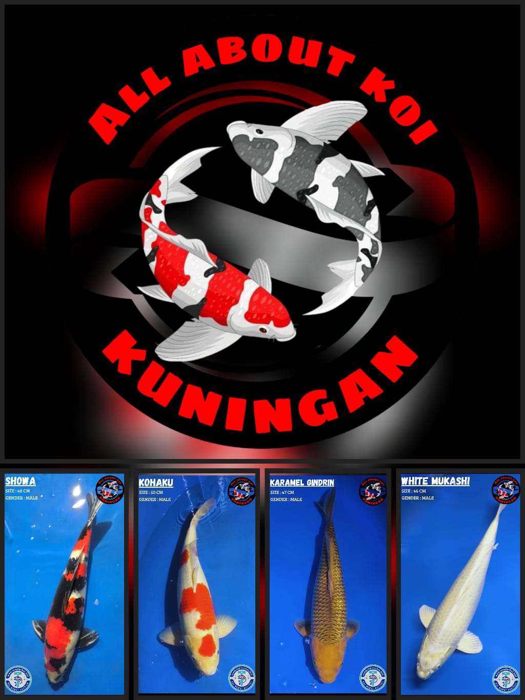 Lelang Koi Online, Jual Beli Ikan Koi, Pasar Koi Terbaik, Agen Lelang Koi, Penawaran Koi Berkualitas, Harga Jual Koi, Lelang Ikan Koi Import, Beli Koi Online, Jual Koi Murah, Koi Showroom, Penjual Koi Terpercaya, Lelang Koi Jakarta, Jual Koi Lokal, Koi Kualitas Unggul, Harga Terbaik Koi, Jual Koi Indukan, Lelang Ikan Hias Koi, Pasar Koi Indonesia, Beli Koi Berkualitas Tinggi, Koi Farm Terbesar, Jual Beli Koi Impor, Lelang Ikan Koi Kualitas Premium, Daftar Harga Koi Terbaru, Pusat Jual Beli Koi, Info Lelang Koi Hari Ini.
