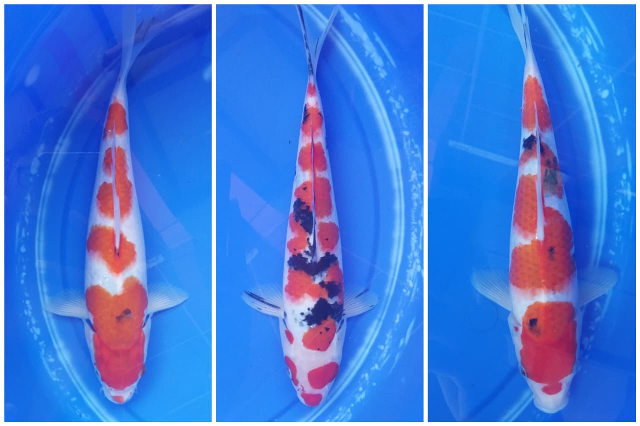Lelang Koi Online, Jual Beli Ikan Koi, Pasar Koi Terbaik, Agen Lelang Koi, Penawaran Koi Berkualitas, Harga Jual Koi, Lelang Ikan Koi Import, Beli Koi Online, Jual Koi Murah, Koi Showroom, Penjual Koi Terpercaya, Lelang Koi Jakarta, Jual Koi Lokal, Koi Kualitas Unggul, Harga Terbaik Koi, Jual Koi Indukan, Lelang Ikan Hias Koi, Pasar Koi Indonesia, Beli Koi Berkualitas Tinggi, Koi Farm Terbesar, Jual Beli Koi Impor, Lelang Ikan Koi Kualitas Premium, Daftar Harga Koi Terbaru, Pusat Jual Beli Koi, Info Lelang Koi Hari Ini.
