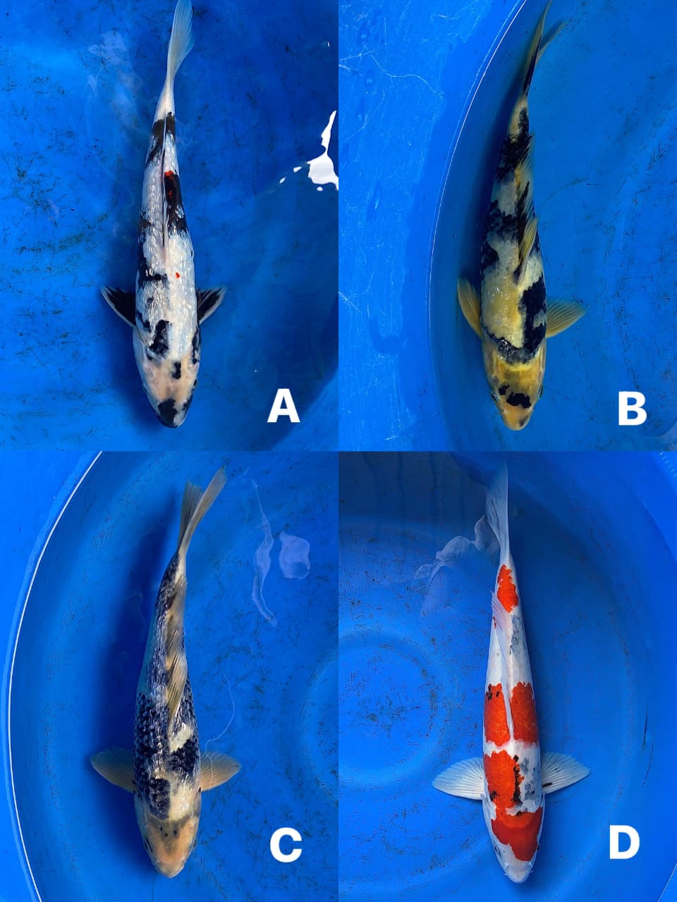 Lelang Koi Online, Jual Beli Ikan Koi, Pasar Koi Terbaik, Agen Lelang Koi, Penawaran Koi Berkualitas, Harga Jual Koi, Lelang Ikan Koi Import, Beli Koi Online, Jual Koi Murah, Koi Showroom, Penjual Koi Terpercaya, Lelang Koi Jakarta, Jual Koi Lokal, Koi Kualitas Unggul, Harga Terbaik Koi, Jual Koi Indukan, Lelang Ikan Hias Koi, Pasar Koi Indonesia, Beli Koi Berkualitas Tinggi, Koi Farm Terbesar, Jual Beli Koi Impor, Lelang Ikan Koi Kualitas Premium, Daftar Harga Koi Terbaru, Pusat Jual Beli Koi, Info Lelang Koi Hari Ini.