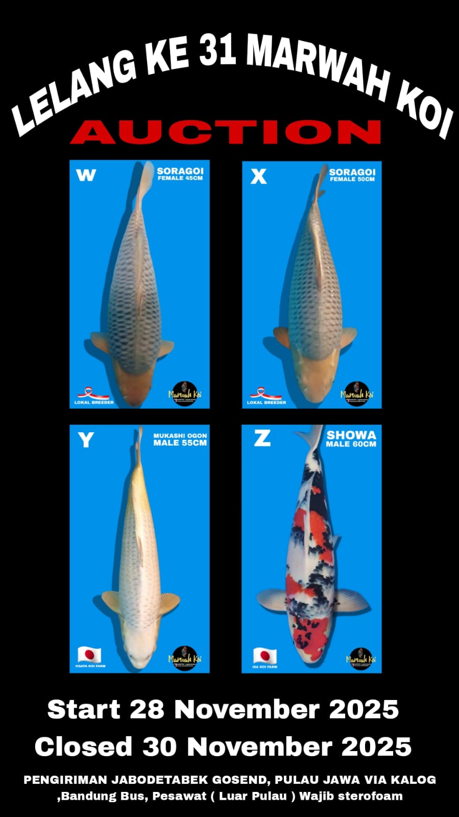Lelang Koi Online, Jual Beli Ikan Koi, Pasar Koi Terbaik, Agen Lelang Koi, Penawaran Koi Berkualitas, Harga Jual Koi, Lelang Ikan Koi Import, Beli Koi Online, Jual Koi Murah, Koi Showroom, Penjual Koi Terpercaya, Lelang Koi Jakarta, Jual Koi Lokal, Koi Kualitas Unggul, Harga Terbaik Koi, Jual Koi Indukan, Lelang Ikan Hias Koi, Pasar Koi Indonesia, Beli Koi Berkualitas Tinggi, Koi Farm Terbesar, Jual Beli Koi Impor, Lelang Ikan Koi Kualitas Premium, Daftar Harga Koi Terbaru, Pusat Jual Beli Koi, Info Lelang Koi Hari Ini.