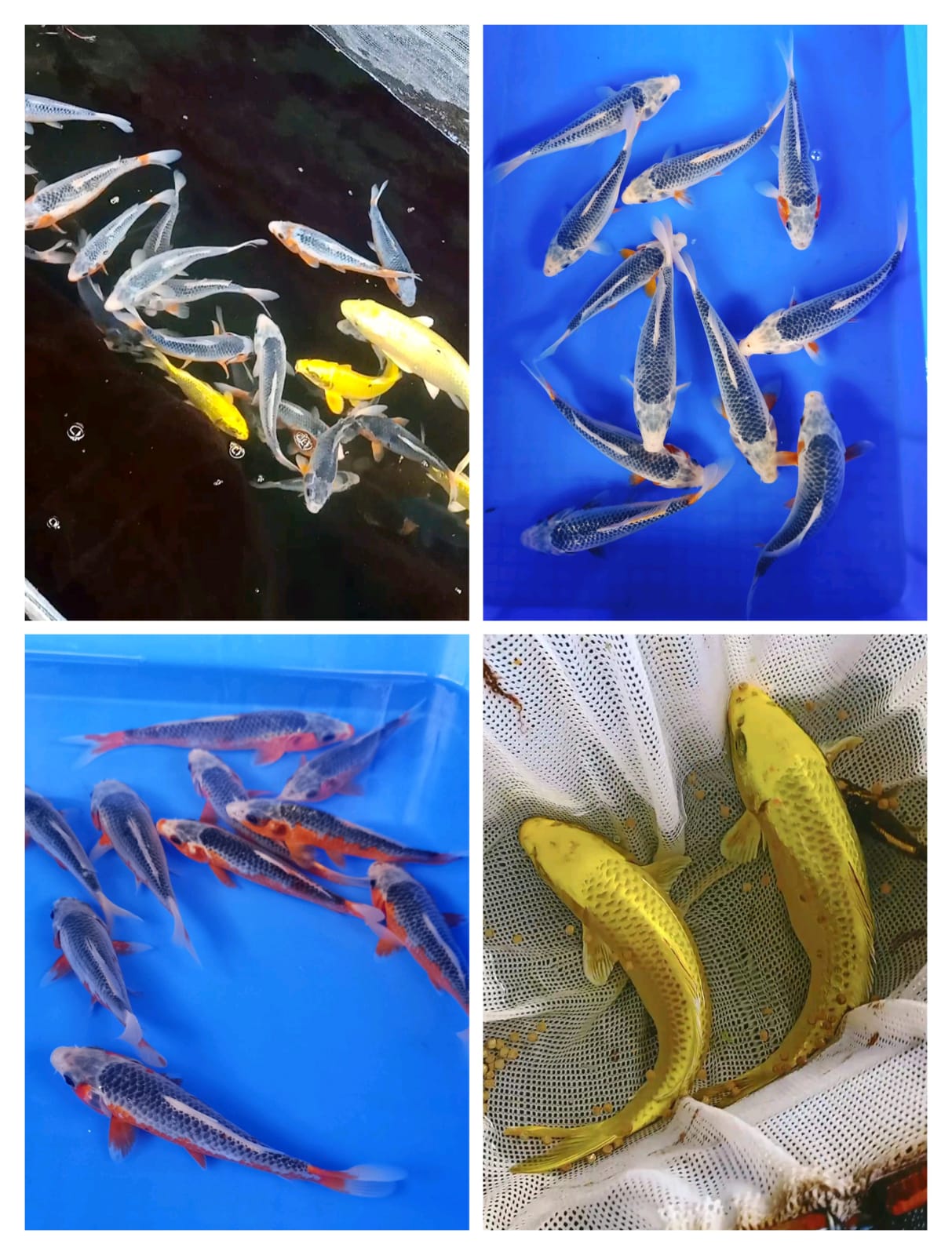Lelang Koi Online, Jual Beli Ikan Koi, Pasar Koi Terbaik, Agen Lelang Koi, Penawaran Koi Berkualitas, Harga Jual Koi, Lelang Ikan Koi Import, Beli Koi Online, Jual Koi Murah, Koi Showroom, Penjual Koi Terpercaya, Lelang Koi Jakarta, Jual Koi Lokal, Koi Kualitas Unggul, Harga Terbaik Koi, Jual Koi Indukan, Lelang Ikan Hias Koi, Pasar Koi Indonesia, Beli Koi Berkualitas Tinggi, Koi Farm Terbesar, Jual Beli Koi Impor, Lelang Ikan Koi Kualitas Premium, Daftar Harga Koi Terbaru, Pusat Jual Beli Koi, Info Lelang Koi Hari Ini.