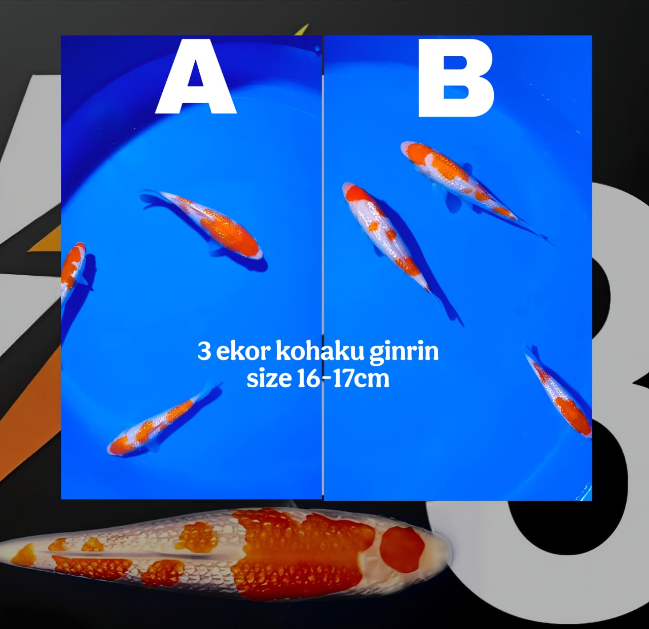 Lelang Koi Online, Jual Beli Ikan Koi, Pasar Koi Terbaik, Agen Lelang Koi, Penawaran Koi Berkualitas, Harga Jual Koi, Lelang Ikan Koi Import, Beli Koi Online, Jual Koi Murah, Koi Showroom, Penjual Koi Terpercaya, Lelang Koi Jakarta, Jual Koi Lokal, Koi Kualitas Unggul, Harga Terbaik Koi, Jual Koi Indukan, Lelang Ikan Hias Koi, Pasar Koi Indonesia, Beli Koi Berkualitas Tinggi, Koi Farm Terbesar, Jual Beli Koi Impor, Lelang Ikan Koi Kualitas Premium, Daftar Harga Koi Terbaru, Pusat Jual Beli Koi, Info Lelang Koi Hari Ini.