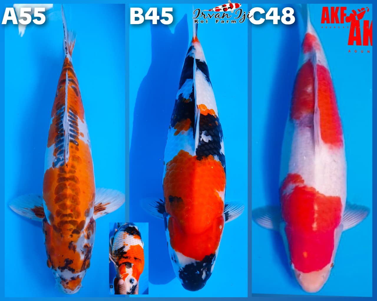 Lelang Koi Online, Jual Beli Ikan Koi, Pasar Koi Terbaik, Agen Lelang Koi, Penawaran Koi Berkualitas, Harga Jual Koi, Lelang Ikan Koi Import, Beli Koi Online, Jual Koi Murah, Koi Showroom, Penjual Koi Terpercaya, Lelang Koi Jakarta, Jual Koi Lokal, Koi Kualitas Unggul, Harga Terbaik Koi, Jual Koi Indukan, Lelang Ikan Hias Koi, Pasar Koi Indonesia, Beli Koi Berkualitas Tinggi, Koi Farm Terbesar, Jual Beli Koi Impor, Lelang Ikan Koi Kualitas Premium, Daftar Harga Koi Terbaru, Pusat Jual Beli Koi, Info Lelang Koi Hari Ini.