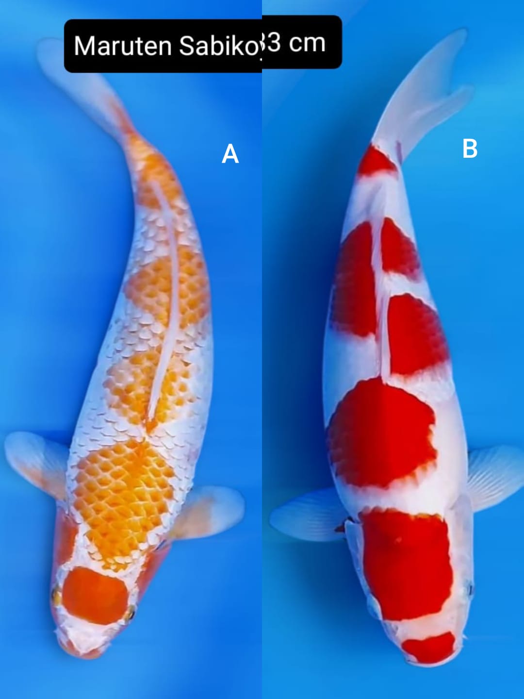 Lelang Koi Online, Jual Beli Ikan Koi, Pasar Koi Terbaik, Agen Lelang Koi, Penawaran Koi Berkualitas, Harga Jual Koi, Lelang Ikan Koi Import, Beli Koi Online, Jual Koi Murah, Koi Showroom, Penjual Koi Terpercaya, Lelang Koi Jakarta, Jual Koi Lokal, Koi Kualitas Unggul, Harga Terbaik Koi, Jual Koi Indukan, Lelang Ikan Hias Koi, Pasar Koi Indonesia, Beli Koi Berkualitas Tinggi, Koi Farm Terbesar, Jual Beli Koi Impor, Lelang Ikan Koi Kualitas Premium, Daftar Harga Koi Terbaru, Pusat Jual Beli Koi, Info Lelang Koi Hari Ini.