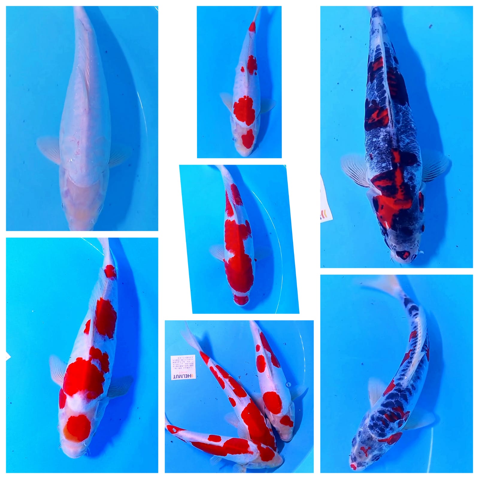 Lelang Koi Online, Jual Beli Ikan Koi, Pasar Koi Terbaik, Agen Lelang Koi, Penawaran Koi Berkualitas, Harga Jual Koi, Lelang Ikan Koi Import, Beli Koi Online, Jual Koi Murah, Koi Showroom, Penjual Koi Terpercaya, Lelang Koi Jakarta, Jual Koi Lokal, Koi Kualitas Unggul, Harga Terbaik Koi, Jual Koi Indukan, Lelang Ikan Hias Koi, Pasar Koi Indonesia, Beli Koi Berkualitas Tinggi, Koi Farm Terbesar, Jual Beli Koi Impor, Lelang Ikan Koi Kualitas Premium, Daftar Harga Koi Terbaru, Pusat Jual Beli Koi, Info Lelang Koi Hari Ini.
