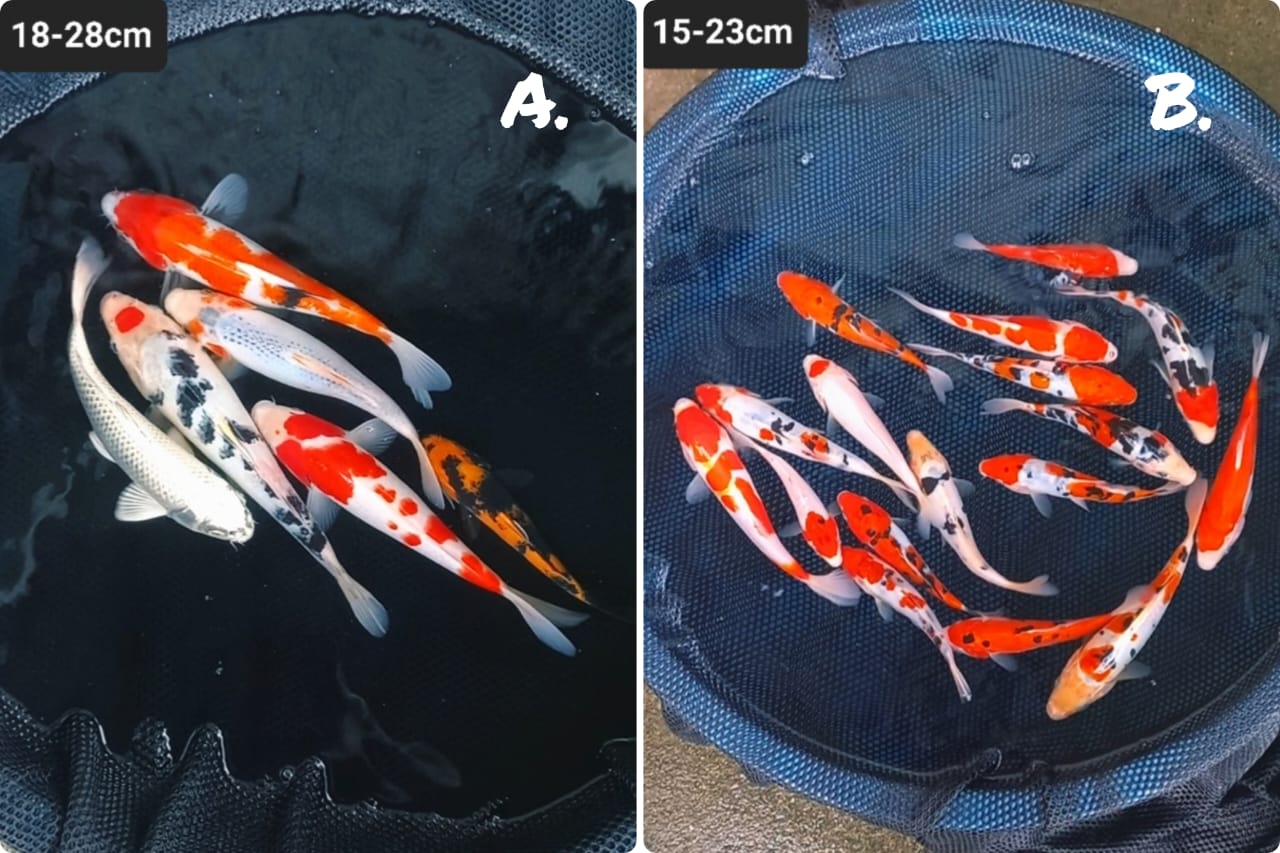 Lelang Koi Online, Jual Beli Ikan Koi, Pasar Koi Terbaik, Agen Lelang Koi, Penawaran Koi Berkualitas, Harga Jual Koi, Lelang Ikan Koi Import, Beli Koi Online, Jual Koi Murah, Koi Showroom, Penjual Koi Terpercaya, Lelang Koi Jakarta, Jual Koi Lokal, Koi Kualitas Unggul, Harga Terbaik Koi, Jual Koi Indukan, Lelang Ikan Hias Koi, Pasar Koi Indonesia, Beli Koi Berkualitas Tinggi, Koi Farm Terbesar, Jual Beli Koi Impor, Lelang Ikan Koi Kualitas Premium, Daftar Harga Koi Terbaru, Pusat Jual Beli Koi, Info Lelang Koi Hari Ini.