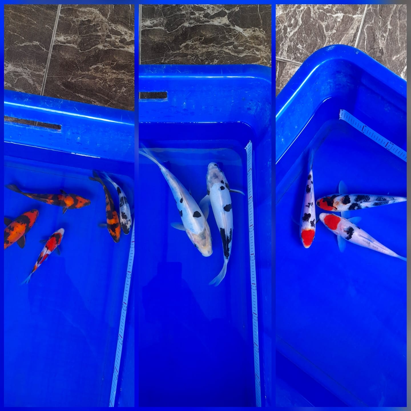 Lelang Koi Online, Jual Beli Ikan Koi, Pasar Koi Terbaik, Agen Lelang Koi, Penawaran Koi Berkualitas, Harga Jual Koi, Lelang Ikan Koi Import, Beli Koi Online, Jual Koi Murah, Koi Showroom, Penjual Koi Terpercaya, Lelang Koi Jakarta, Jual Koi Lokal, Koi Kualitas Unggul, Harga Terbaik Koi, Jual Koi Indukan, Lelang Ikan Hias Koi, Pasar Koi Indonesia, Beli Koi Berkualitas Tinggi, Koi Farm Terbesar, Jual Beli Koi Impor, Lelang Ikan Koi Kualitas Premium, Daftar Harga Koi Terbaru, Pusat Jual Beli Koi, Info Lelang Koi Hari Ini.