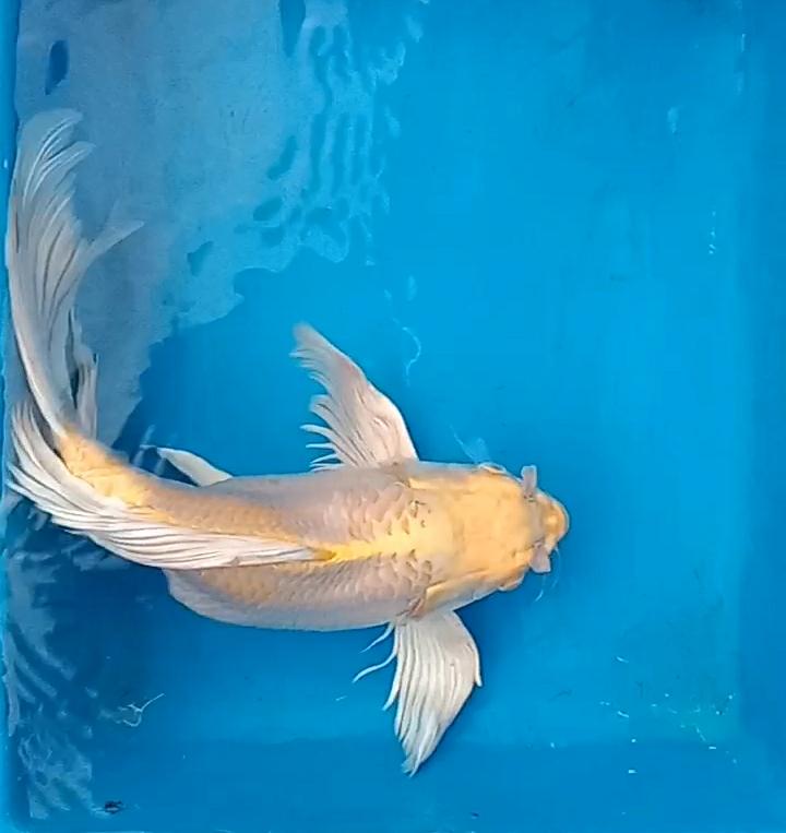 Lelang Koi Online, Jual Beli Ikan Koi, Pasar Koi Terbaik, Agen Lelang Koi, Penawaran Koi Berkualitas, Harga Jual Koi, Lelang Ikan Koi Import, Beli Koi Online, Jual Koi Murah, Koi Showroom, Penjual Koi Terpercaya, Lelang Koi Jakarta, Jual Koi Lokal, Koi Kualitas Unggul, Harga Terbaik Koi, Jual Koi Indukan, Lelang Ikan Hias Koi, Pasar Koi Indonesia, Beli Koi Berkualitas Tinggi, Koi Farm Terbesar, Jual Beli Koi Impor, Lelang Ikan Koi Kualitas Premium, Daftar Harga Koi Terbaru, Pusat Jual Beli Koi, Info Lelang Koi Hari Ini.