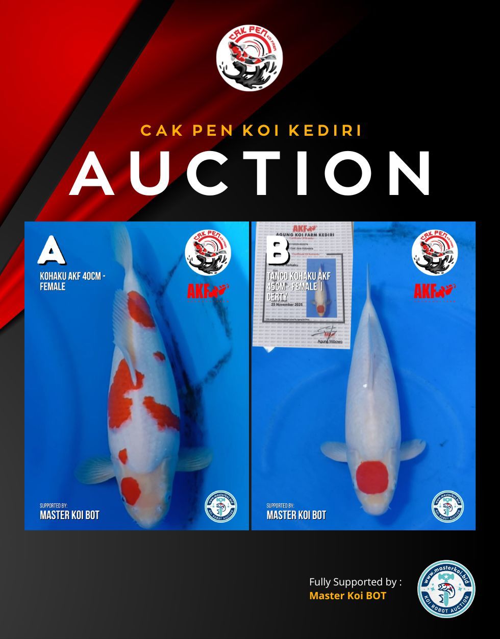 Lelang Koi Online, Jual Beli Ikan Koi, Pasar Koi Terbaik, Agen Lelang Koi, Penawaran Koi Berkualitas, Harga Jual Koi, Lelang Ikan Koi Import, Beli Koi Online, Jual Koi Murah, Koi Showroom, Penjual Koi Terpercaya, Lelang Koi Jakarta, Jual Koi Lokal, Koi Kualitas Unggul, Harga Terbaik Koi, Jual Koi Indukan, Lelang Ikan Hias Koi, Pasar Koi Indonesia, Beli Koi Berkualitas Tinggi, Koi Farm Terbesar, Jual Beli Koi Impor, Lelang Ikan Koi Kualitas Premium, Daftar Harga Koi Terbaru, Pusat Jual Beli Koi, Info Lelang Koi Hari Ini.