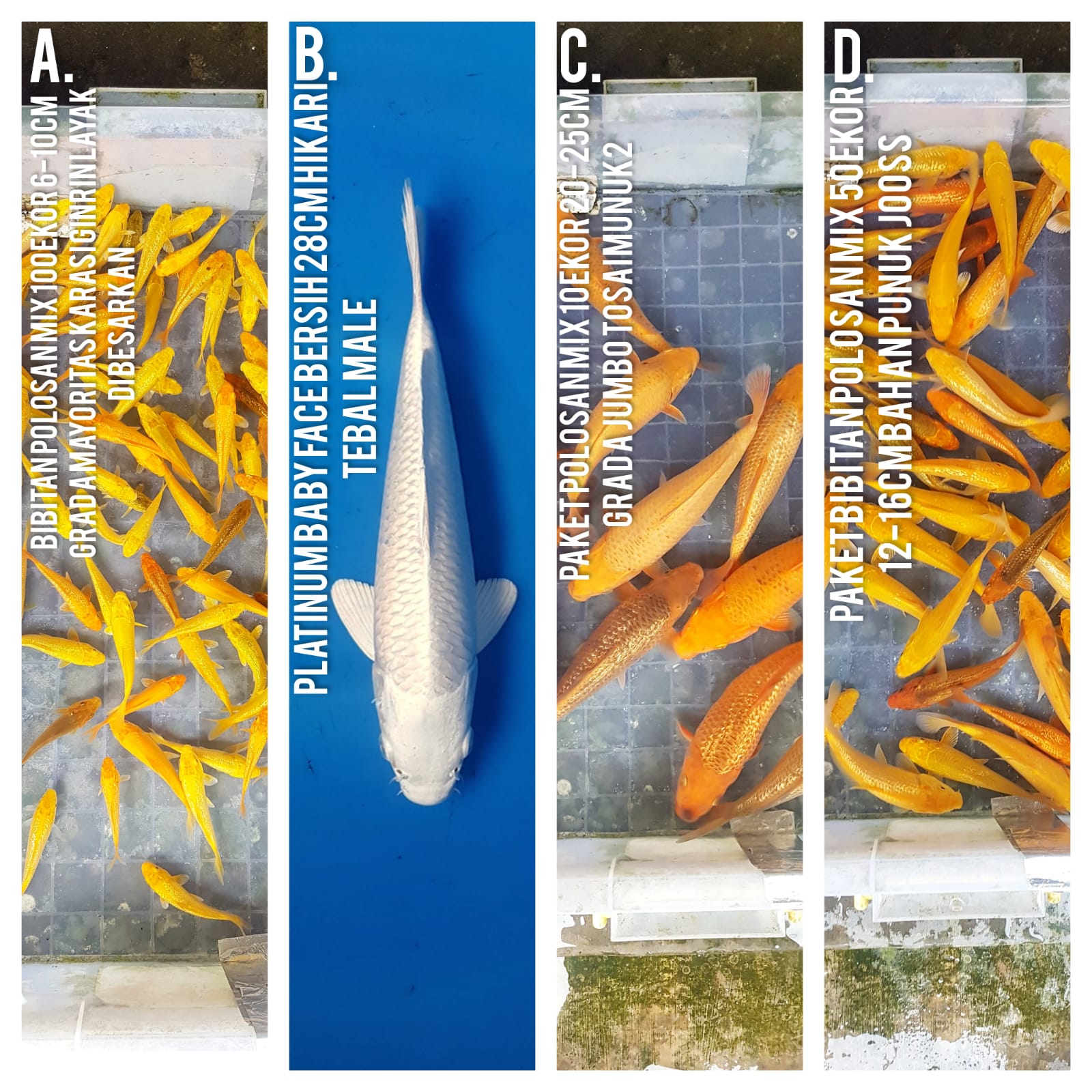 Lelang Koi Online, Jual Beli Ikan Koi, Pasar Koi Terbaik, Agen Lelang Koi, Penawaran Koi Berkualitas, Harga Jual Koi, Lelang Ikan Koi Import, Beli Koi Online, Jual Koi Murah, Koi Showroom, Penjual Koi Terpercaya, Lelang Koi Jakarta, Jual Koi Lokal, Koi Kualitas Unggul, Harga Terbaik Koi, Jual Koi Indukan, Lelang Ikan Hias Koi, Pasar Koi Indonesia, Beli Koi Berkualitas Tinggi, Koi Farm Terbesar, Jual Beli Koi Impor, Lelang Ikan Koi Kualitas Premium, Daftar Harga Koi Terbaru, Pusat Jual Beli Koi, Info Lelang Koi Hari Ini.