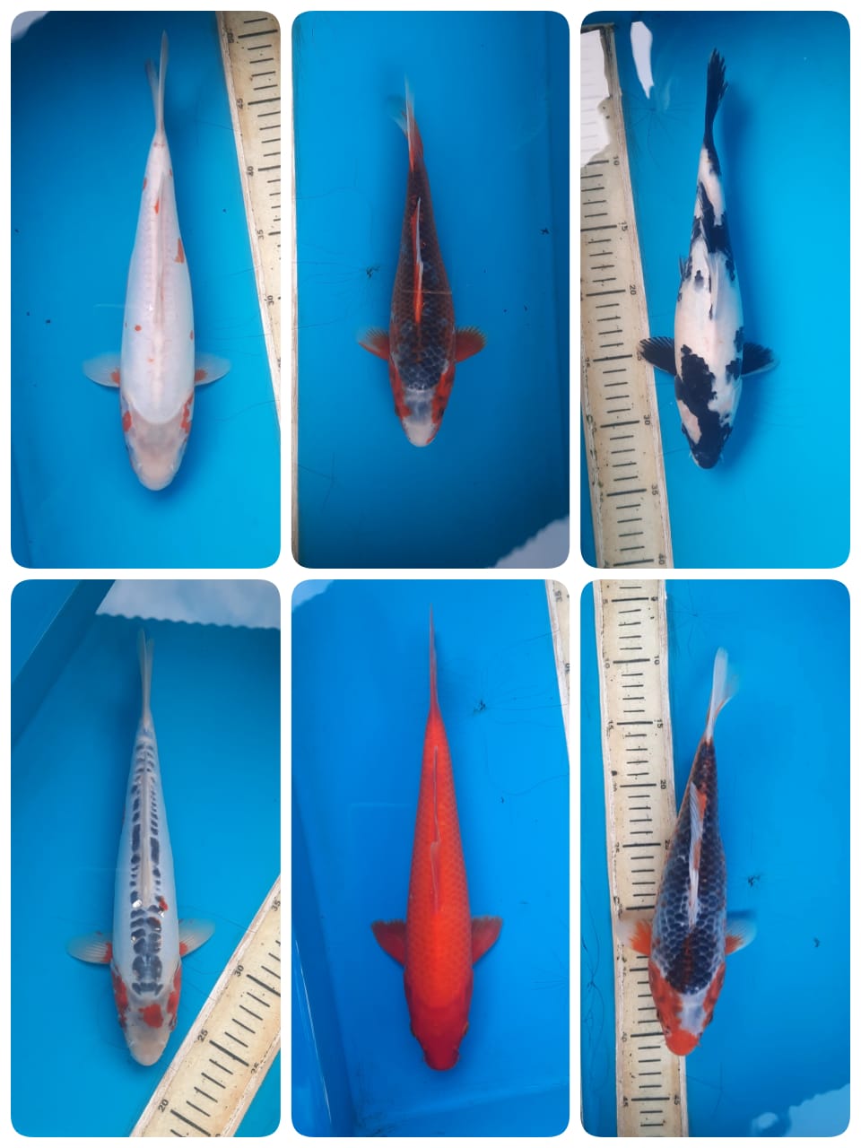 Lelang Koi Online, Jual Beli Ikan Koi, Pasar Koi Terbaik, Agen Lelang Koi, Penawaran Koi Berkualitas, Harga Jual Koi, Lelang Ikan Koi Import, Beli Koi Online, Jual Koi Murah, Koi Showroom, Penjual Koi Terpercaya, Lelang Koi Jakarta, Jual Koi Lokal, Koi Kualitas Unggul, Harga Terbaik Koi, Jual Koi Indukan, Lelang Ikan Hias Koi, Pasar Koi Indonesia, Beli Koi Berkualitas Tinggi, Koi Farm Terbesar, Jual Beli Koi Impor, Lelang Ikan Koi Kualitas Premium, Daftar Harga Koi Terbaru, Pusat Jual Beli Koi, Info Lelang Koi Hari Ini.