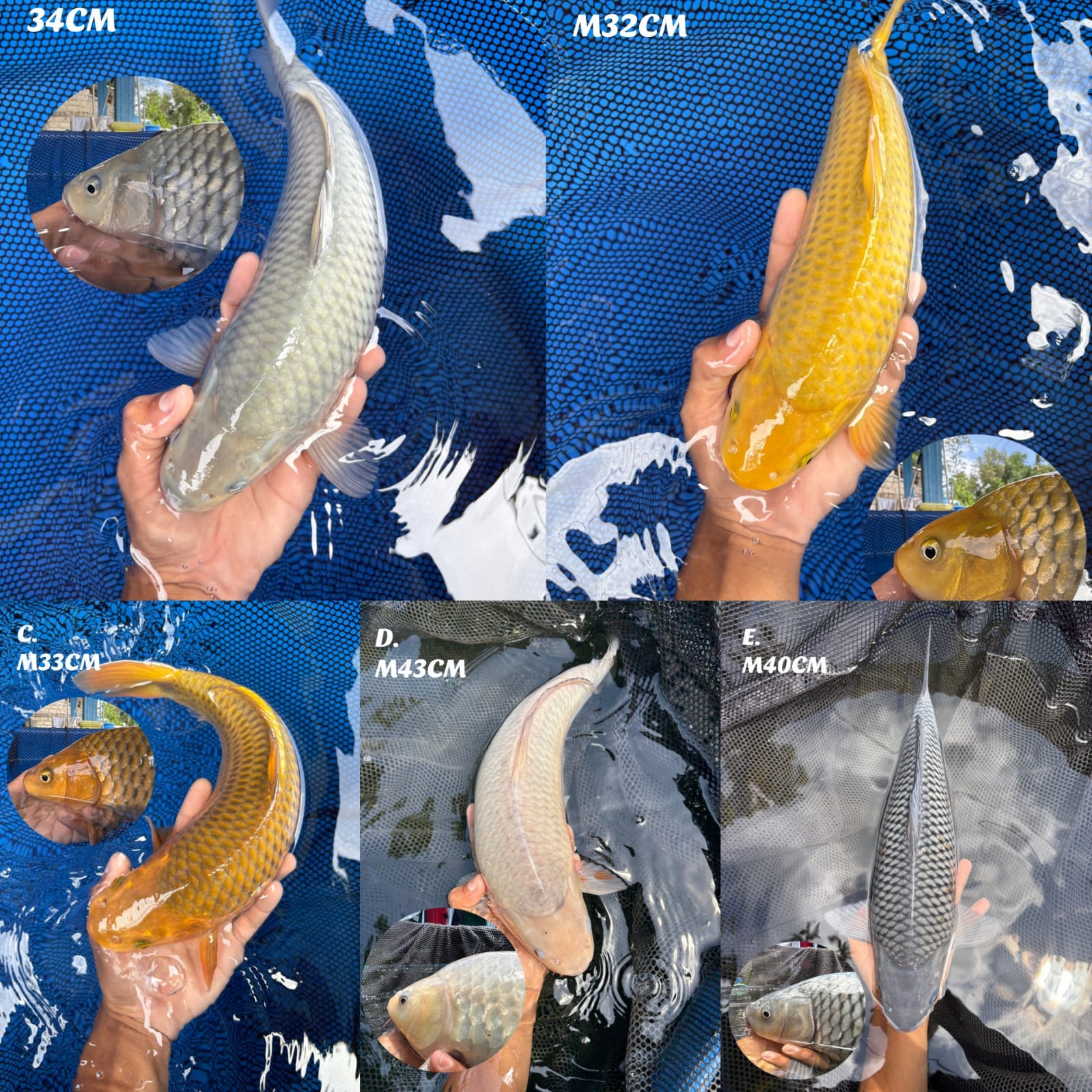 Lelang Koi Online, Jual Beli Ikan Koi, Pasar Koi Terbaik, Agen Lelang Koi, Penawaran Koi Berkualitas, Harga Jual Koi, Lelang Ikan Koi Import, Beli Koi Online, Jual Koi Murah, Koi Showroom, Penjual Koi Terpercaya, Lelang Koi Jakarta, Jual Koi Lokal, Koi Kualitas Unggul, Harga Terbaik Koi, Jual Koi Indukan, Lelang Ikan Hias Koi, Pasar Koi Indonesia, Beli Koi Berkualitas Tinggi, Koi Farm Terbesar, Jual Beli Koi Impor, Lelang Ikan Koi Kualitas Premium, Daftar Harga Koi Terbaru, Pusat Jual Beli Koi, Info Lelang Koi Hari Ini.