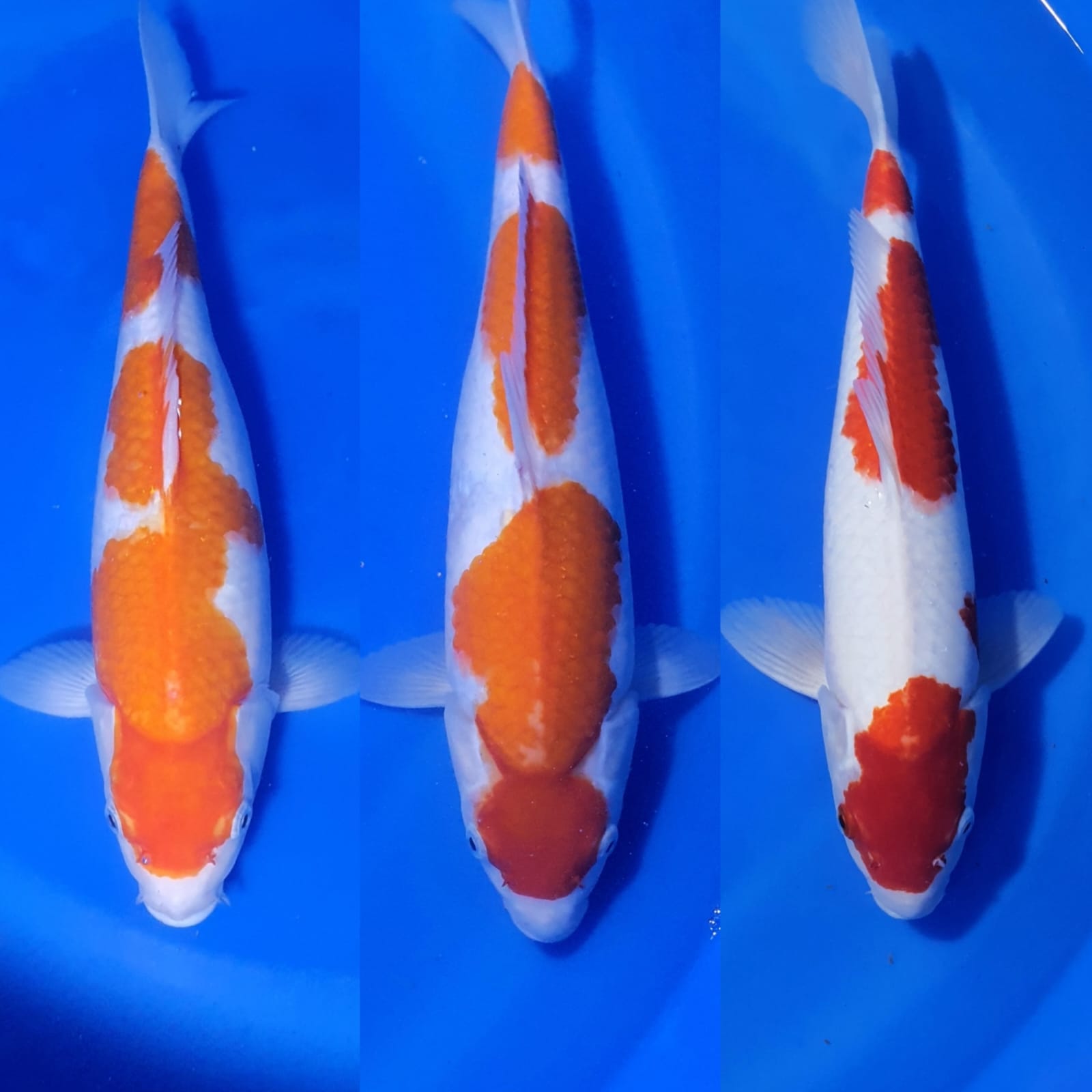 Lelang Koi Online, Jual Beli Ikan Koi, Pasar Koi Terbaik, Agen Lelang Koi, Penawaran Koi Berkualitas, Harga Jual Koi, Lelang Ikan Koi Import, Beli Koi Online, Jual Koi Murah, Koi Showroom, Penjual Koi Terpercaya, Lelang Koi Jakarta, Jual Koi Lokal, Koi Kualitas Unggul, Harga Terbaik Koi, Jual Koi Indukan, Lelang Ikan Hias Koi, Pasar Koi Indonesia, Beli Koi Berkualitas Tinggi, Koi Farm Terbesar, Jual Beli Koi Impor, Lelang Ikan Koi Kualitas Premium, Daftar Harga Koi Terbaru, Pusat Jual Beli Koi, Info Lelang Koi Hari Ini.