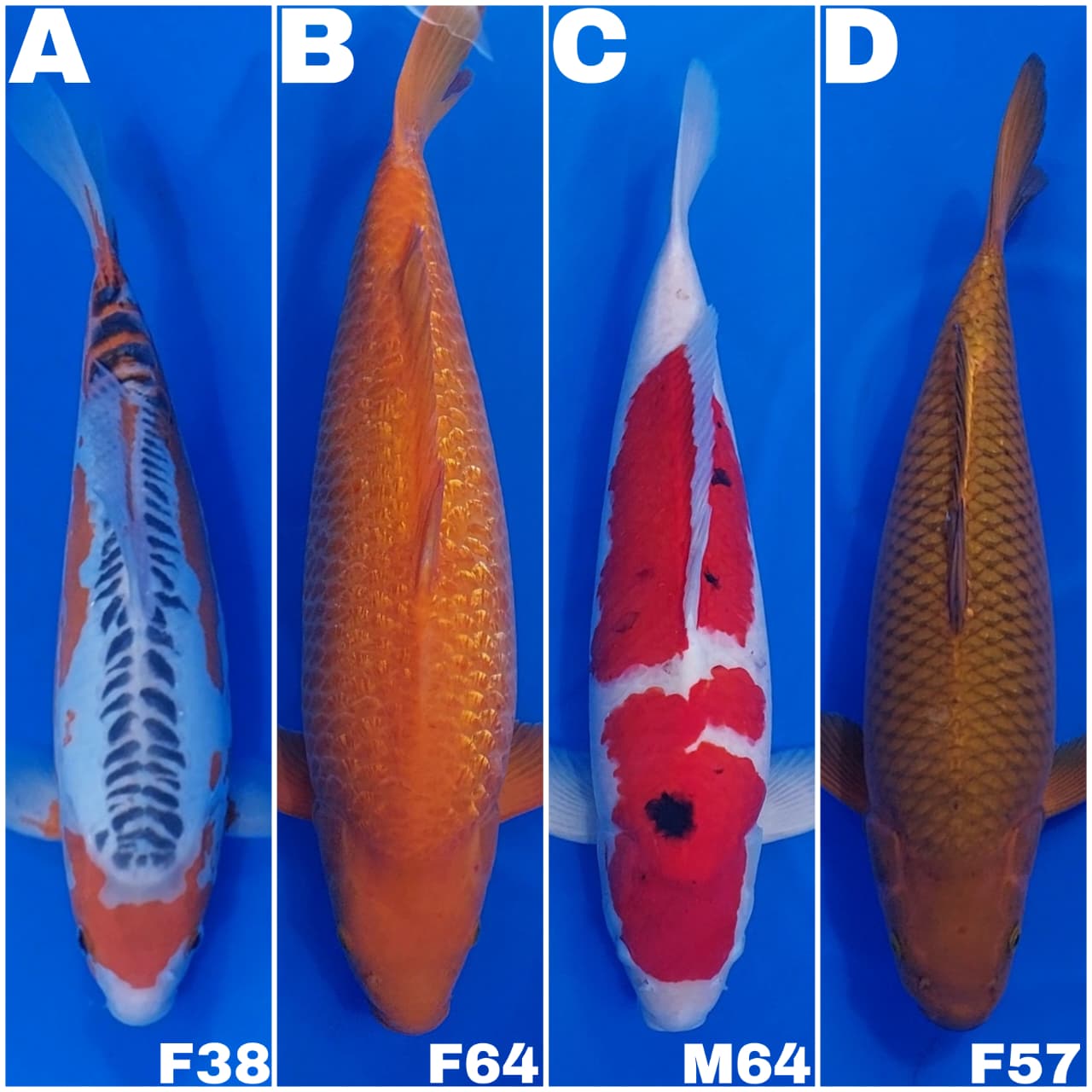 Lelang Koi Online, Jual Beli Ikan Koi, Pasar Koi Terbaik, Agen Lelang Koi, Penawaran Koi Berkualitas, Harga Jual Koi, Lelang Ikan Koi Import, Beli Koi Online, Jual Koi Murah, Koi Showroom, Penjual Koi Terpercaya, Lelang Koi Jakarta, Jual Koi Lokal, Koi Kualitas Unggul, Harga Terbaik Koi, Jual Koi Indukan, Lelang Ikan Hias Koi, Pasar Koi Indonesia, Beli Koi Berkualitas Tinggi, Koi Farm Terbesar, Jual Beli Koi Impor, Lelang Ikan Koi Kualitas Premium, Daftar Harga Koi Terbaru, Pusat Jual Beli Koi, Info Lelang Koi Hari Ini.