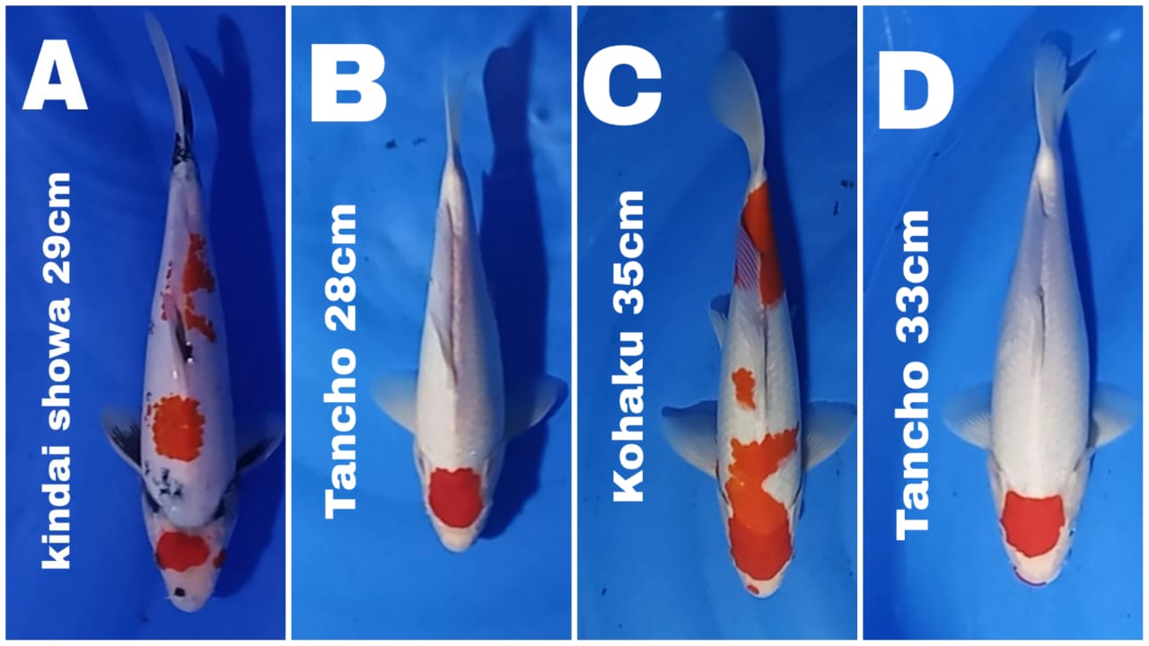 Lelang Koi Online, Jual Beli Ikan Koi, Pasar Koi Terbaik, Agen Lelang Koi, Penawaran Koi Berkualitas, Harga Jual Koi, Lelang Ikan Koi Import, Beli Koi Online, Jual Koi Murah, Koi Showroom, Penjual Koi Terpercaya, Lelang Koi Jakarta, Jual Koi Lokal, Koi Kualitas Unggul, Harga Terbaik Koi, Jual Koi Indukan, Lelang Ikan Hias Koi, Pasar Koi Indonesia, Beli Koi Berkualitas Tinggi, Koi Farm Terbesar, Jual Beli Koi Impor, Lelang Ikan Koi Kualitas Premium, Daftar Harga Koi Terbaru, Pusat Jual Beli Koi, Info Lelang Koi Hari Ini.