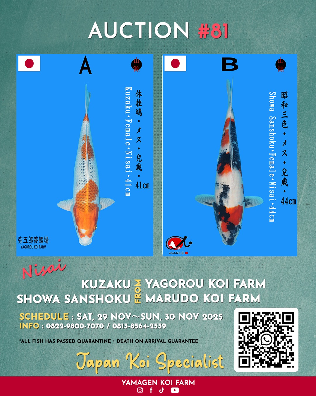 Lelang Koi Online, Jual Beli Ikan Koi, Pasar Koi Terbaik, Agen Lelang Koi, Penawaran Koi Berkualitas, Harga Jual Koi, Lelang Ikan Koi Import, Beli Koi Online, Jual Koi Murah, Koi Showroom, Penjual Koi Terpercaya, Lelang Koi Jakarta, Jual Koi Lokal, Koi Kualitas Unggul, Harga Terbaik Koi, Jual Koi Indukan, Lelang Ikan Hias Koi, Pasar Koi Indonesia, Beli Koi Berkualitas Tinggi, Koi Farm Terbesar, Jual Beli Koi Impor, Lelang Ikan Koi Kualitas Premium, Daftar Harga Koi Terbaru, Pusat Jual Beli Koi, Info Lelang Koi Hari Ini.