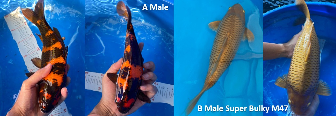 Lelang Koi Online, Jual Beli Ikan Koi, Pasar Koi Terbaik, Agen Lelang Koi, Penawaran Koi Berkualitas, Harga Jual Koi, Lelang Ikan Koi Import, Beli Koi Online, Jual Koi Murah, Koi Showroom, Penjual Koi Terpercaya, Lelang Koi Jakarta, Jual Koi Lokal, Koi Kualitas Unggul, Harga Terbaik Koi, Jual Koi Indukan, Lelang Ikan Hias Koi, Pasar Koi Indonesia, Beli Koi Berkualitas Tinggi, Koi Farm Terbesar, Jual Beli Koi Impor, Lelang Ikan Koi Kualitas Premium, Daftar Harga Koi Terbaru, Pusat Jual Beli Koi, Info Lelang Koi Hari Ini.