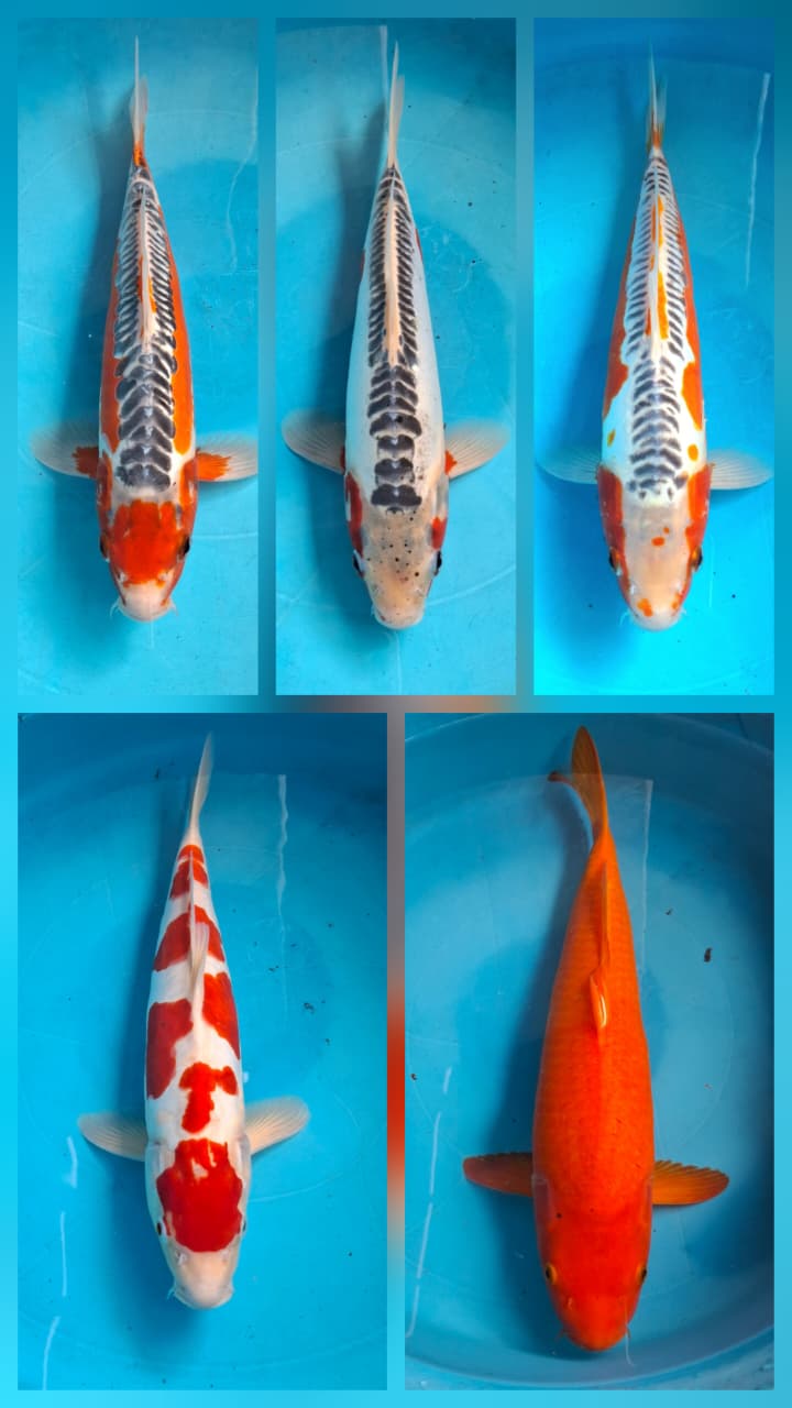 Lelang Koi Online, Jual Beli Ikan Koi, Pasar Koi Terbaik, Agen Lelang Koi, Penawaran Koi Berkualitas, Harga Jual Koi, Lelang Ikan Koi Import, Beli Koi Online, Jual Koi Murah, Koi Showroom, Penjual Koi Terpercaya, Lelang Koi Jakarta, Jual Koi Lokal, Koi Kualitas Unggul, Harga Terbaik Koi, Jual Koi Indukan, Lelang Ikan Hias Koi, Pasar Koi Indonesia, Beli Koi Berkualitas Tinggi, Koi Farm Terbesar, Jual Beli Koi Impor, Lelang Ikan Koi Kualitas Premium, Daftar Harga Koi Terbaru, Pusat Jual Beli Koi, Info Lelang Koi Hari Ini.