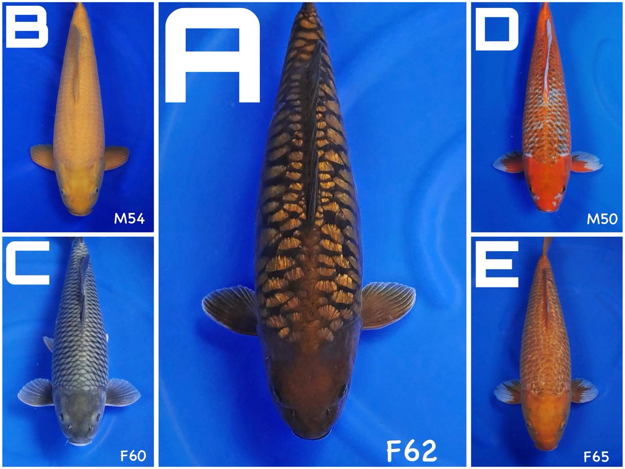 Lelang Koi Online, Jual Beli Ikan Koi, Pasar Koi Terbaik, Agen Lelang Koi, Penawaran Koi Berkualitas, Harga Jual Koi, Lelang Ikan Koi Import, Beli Koi Online, Jual Koi Murah, Koi Showroom, Penjual Koi Terpercaya, Lelang Koi Jakarta, Jual Koi Lokal, Koi Kualitas Unggul, Harga Terbaik Koi, Jual Koi Indukan, Lelang Ikan Hias Koi, Pasar Koi Indonesia, Beli Koi Berkualitas Tinggi, Koi Farm Terbesar, Jual Beli Koi Impor, Lelang Ikan Koi Kualitas Premium, Daftar Harga Koi Terbaru, Pusat Jual Beli Koi, Info Lelang Koi Hari Ini.