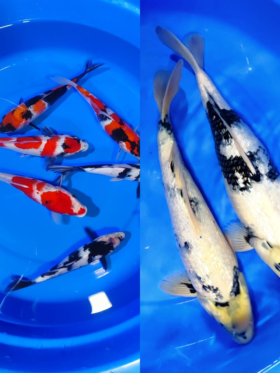 Lelang Koi Online, Jual Beli Ikan Koi, Pasar Koi Terbaik, Agen Lelang Koi, Penawaran Koi Berkualitas, Harga Jual Koi, Lelang Ikan Koi Import, Beli Koi Online, Jual Koi Murah, Koi Showroom, Penjual Koi Terpercaya, Lelang Koi Jakarta, Jual Koi Lokal, Koi Kualitas Unggul, Harga Terbaik Koi, Jual Koi Indukan, Lelang Ikan Hias Koi, Pasar Koi Indonesia, Beli Koi Berkualitas Tinggi, Koi Farm Terbesar, Jual Beli Koi Impor, Lelang Ikan Koi Kualitas Premium, Daftar Harga Koi Terbaru, Pusat Jual Beli Koi, Info Lelang Koi Hari Ini.