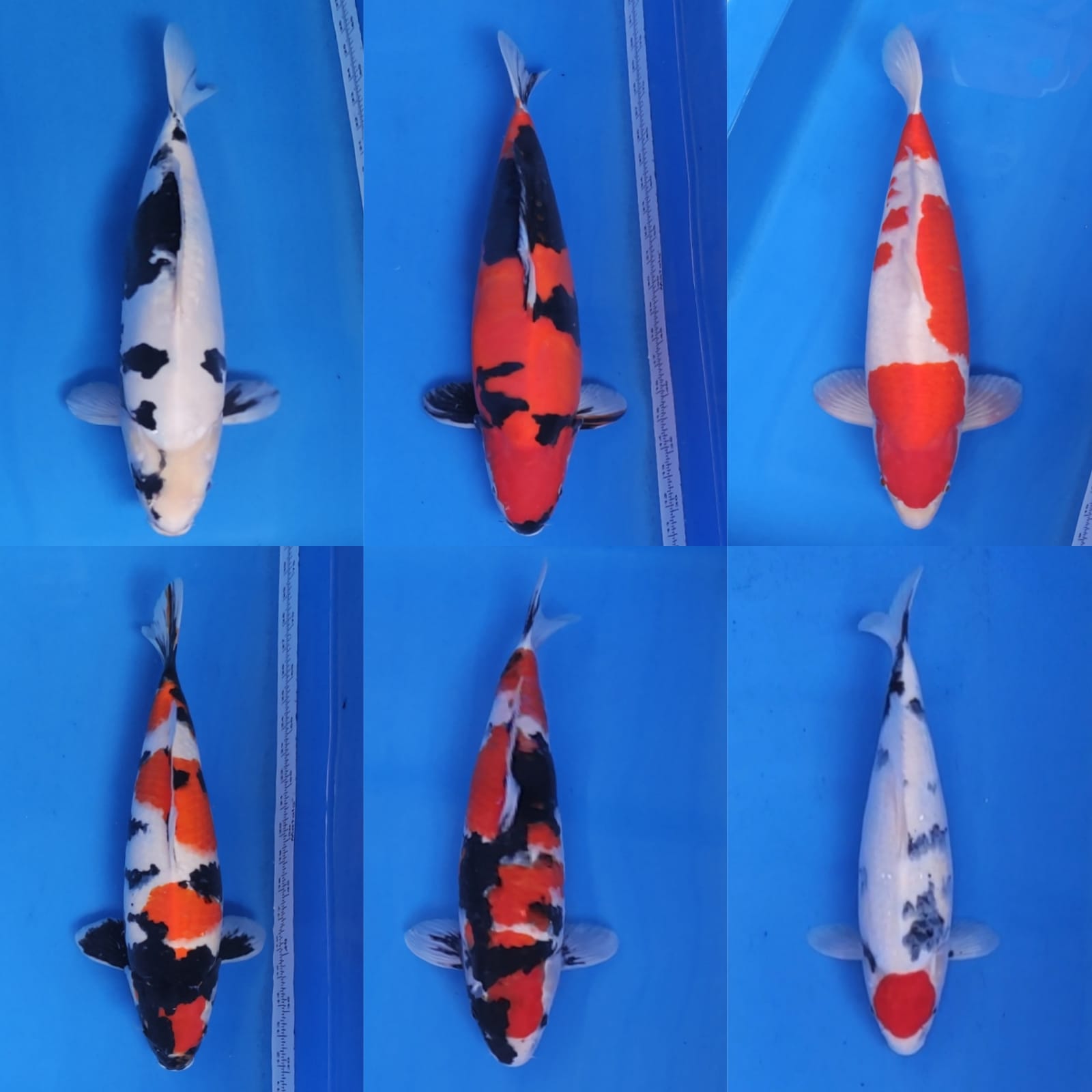 Lelang Koi Online, Jual Beli Ikan Koi, Pasar Koi Terbaik, Agen Lelang Koi, Penawaran Koi Berkualitas, Harga Jual Koi, Lelang Ikan Koi Import, Beli Koi Online, Jual Koi Murah, Koi Showroom, Penjual Koi Terpercaya, Lelang Koi Jakarta, Jual Koi Lokal, Koi Kualitas Unggul, Harga Terbaik Koi, Jual Koi Indukan, Lelang Ikan Hias Koi, Pasar Koi Indonesia, Beli Koi Berkualitas Tinggi, Koi Farm Terbesar, Jual Beli Koi Impor, Lelang Ikan Koi Kualitas Premium, Daftar Harga Koi Terbaru, Pusat Jual Beli Koi, Info Lelang Koi Hari Ini.