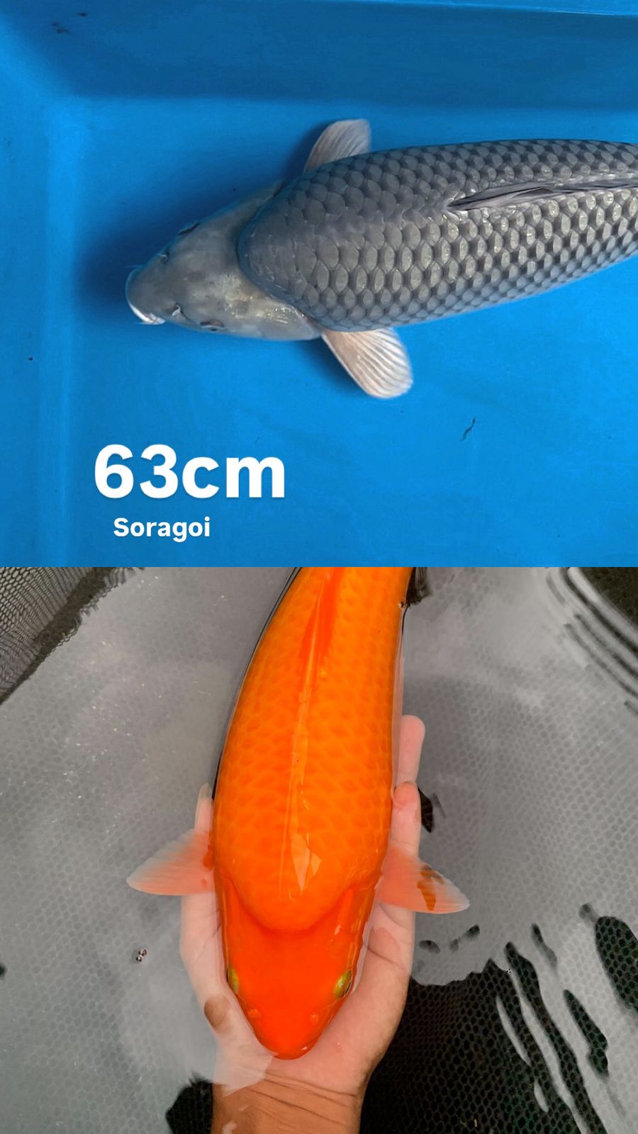 Lelang Koi Online, Jual Beli Ikan Koi, Pasar Koi Terbaik, Agen Lelang Koi, Penawaran Koi Berkualitas, Harga Jual Koi, Lelang Ikan Koi Import, Beli Koi Online, Jual Koi Murah, Koi Showroom, Penjual Koi Terpercaya, Lelang Koi Jakarta, Jual Koi Lokal, Koi Kualitas Unggul, Harga Terbaik Koi, Jual Koi Indukan, Lelang Ikan Hias Koi, Pasar Koi Indonesia, Beli Koi Berkualitas Tinggi, Koi Farm Terbesar, Jual Beli Koi Impor, Lelang Ikan Koi Kualitas Premium, Daftar Harga Koi Terbaru, Pusat Jual Beli Koi, Info Lelang Koi Hari Ini.