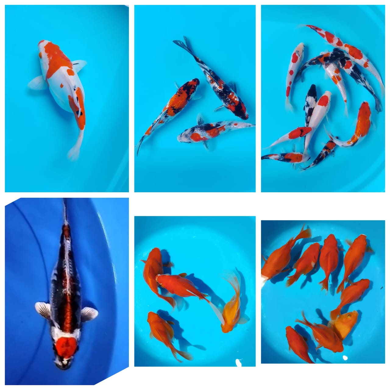 Lelang Koi Online, Jual Beli Ikan Koi, Pasar Koi Terbaik, Agen Lelang Koi, Penawaran Koi Berkualitas, Harga Jual Koi, Lelang Ikan Koi Import, Beli Koi Online, Jual Koi Murah, Koi Showroom, Penjual Koi Terpercaya, Lelang Koi Jakarta, Jual Koi Lokal, Koi Kualitas Unggul, Harga Terbaik Koi, Jual Koi Indukan, Lelang Ikan Hias Koi, Pasar Koi Indonesia, Beli Koi Berkualitas Tinggi, Koi Farm Terbesar, Jual Beli Koi Impor, Lelang Ikan Koi Kualitas Premium, Daftar Harga Koi Terbaru, Pusat Jual Beli Koi, Info Lelang Koi Hari Ini.