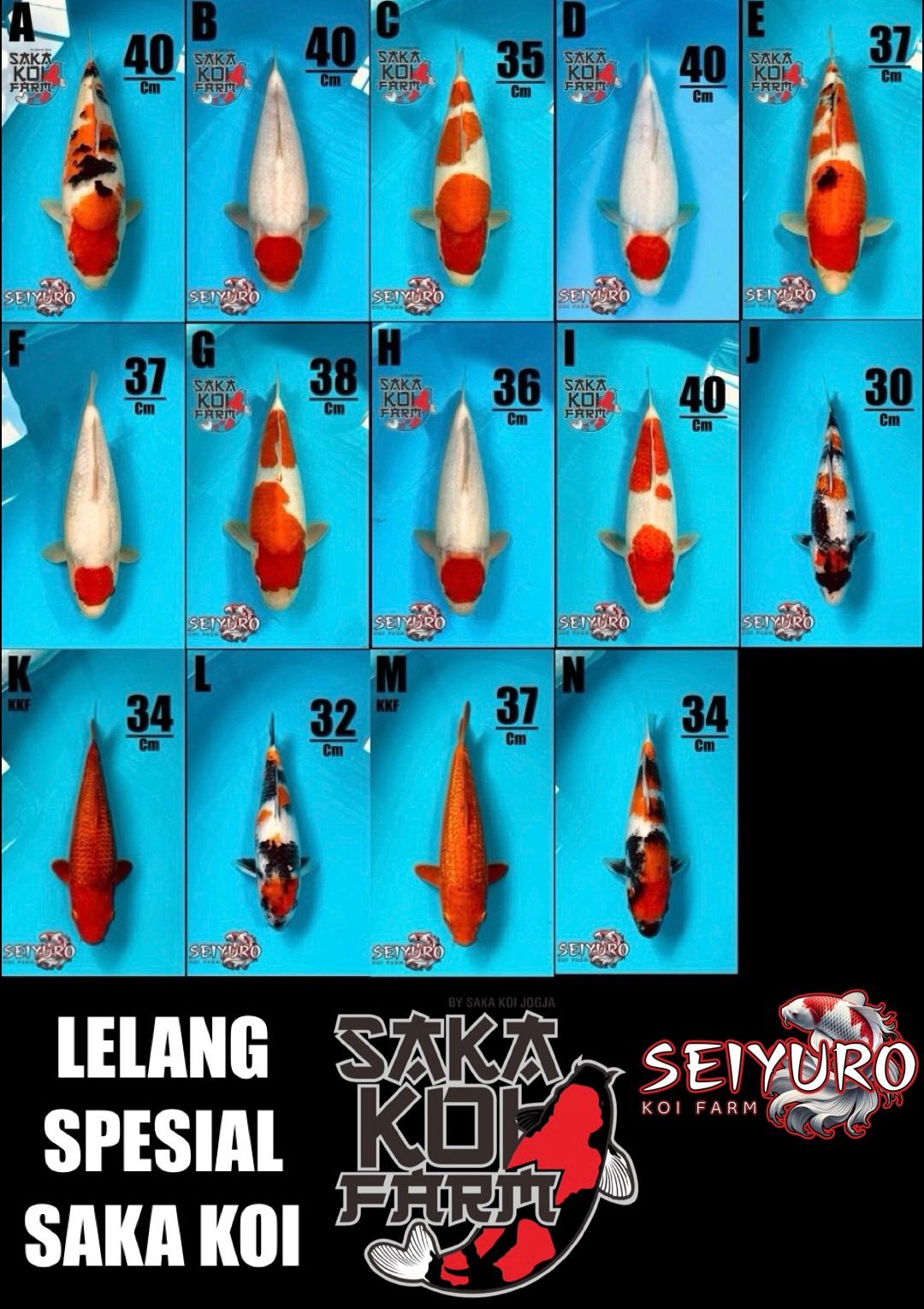 Lelang Koi Online, Jual Beli Ikan Koi, Pasar Koi Terbaik, Agen Lelang Koi, Penawaran Koi Berkualitas, Harga Jual Koi, Lelang Ikan Koi Import, Beli Koi Online, Jual Koi Murah, Koi Showroom, Penjual Koi Terpercaya, Lelang Koi Jakarta, Jual Koi Lokal, Koi Kualitas Unggul, Harga Terbaik Koi, Jual Koi Indukan, Lelang Ikan Hias Koi, Pasar Koi Indonesia, Beli Koi Berkualitas Tinggi, Koi Farm Terbesar, Jual Beli Koi Impor, Lelang Ikan Koi Kualitas Premium, Daftar Harga Koi Terbaru, Pusat Jual Beli Koi, Info Lelang Koi Hari Ini.