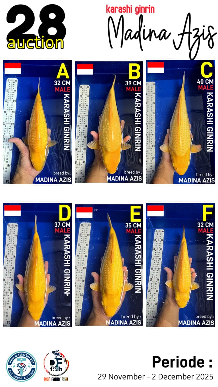 Lelang Koi Online, Jual Beli Ikan Koi, Pasar Koi Terbaik, Agen Lelang Koi, Penawaran Koi Berkualitas, Harga Jual Koi, Lelang Ikan Koi Import, Beli Koi Online, Jual Koi Murah, Koi Showroom, Penjual Koi Terpercaya, Lelang Koi Jakarta, Jual Koi Lokal, Koi Kualitas Unggul, Harga Terbaik Koi, Jual Koi Indukan, Lelang Ikan Hias Koi, Pasar Koi Indonesia, Beli Koi Berkualitas Tinggi, Koi Farm Terbesar, Jual Beli Koi Impor, Lelang Ikan Koi Kualitas Premium, Daftar Harga Koi Terbaru, Pusat Jual Beli Koi, Info Lelang Koi Hari Ini.