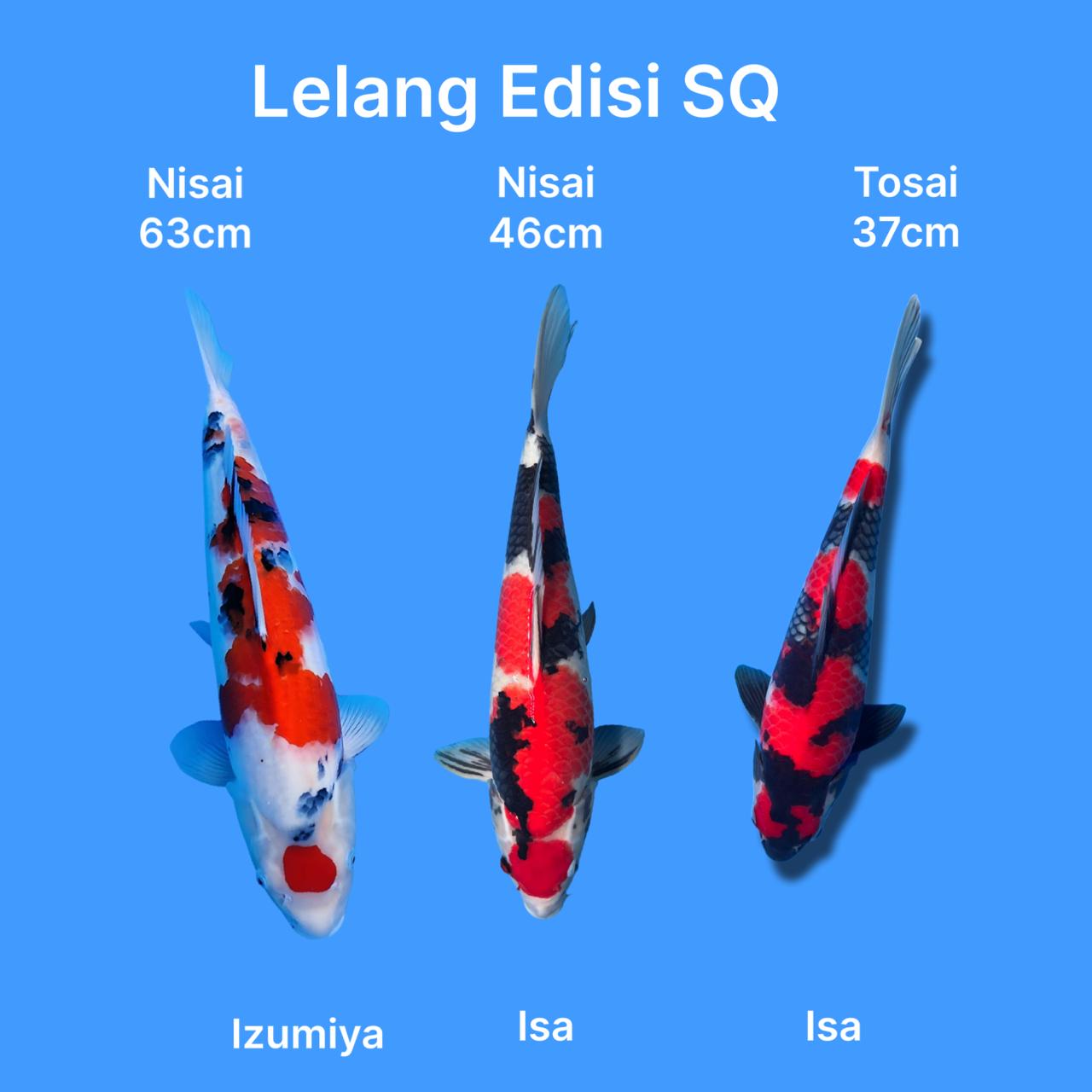 Lelang Koi Online, Jual Beli Ikan Koi, Pasar Koi Terbaik, Agen Lelang Koi, Penawaran Koi Berkualitas, Harga Jual Koi, Lelang Ikan Koi Import, Beli Koi Online, Jual Koi Murah, Koi Showroom, Penjual Koi Terpercaya, Lelang Koi Jakarta, Jual Koi Lokal, Koi Kualitas Unggul, Harga Terbaik Koi, Jual Koi Indukan, Lelang Ikan Hias Koi, Pasar Koi Indonesia, Beli Koi Berkualitas Tinggi, Koi Farm Terbesar, Jual Beli Koi Impor, Lelang Ikan Koi Kualitas Premium, Daftar Harga Koi Terbaru, Pusat Jual Beli Koi, Info Lelang Koi Hari Ini.