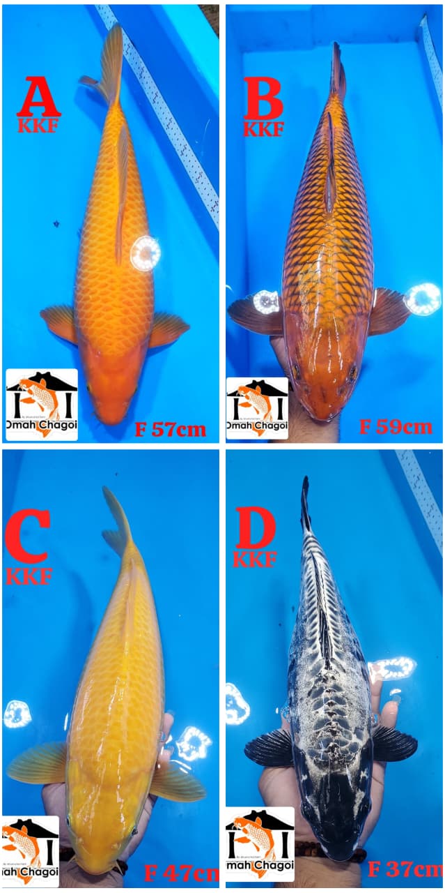 Lelang Koi Online, Jual Beli Ikan Koi, Pasar Koi Terbaik, Agen Lelang Koi, Penawaran Koi Berkualitas, Harga Jual Koi, Lelang Ikan Koi Import, Beli Koi Online, Jual Koi Murah, Koi Showroom, Penjual Koi Terpercaya, Lelang Koi Jakarta, Jual Koi Lokal, Koi Kualitas Unggul, Harga Terbaik Koi, Jual Koi Indukan, Lelang Ikan Hias Koi, Pasar Koi Indonesia, Beli Koi Berkualitas Tinggi, Koi Farm Terbesar, Jual Beli Koi Impor, Lelang Ikan Koi Kualitas Premium, Daftar Harga Koi Terbaru, Pusat Jual Beli Koi, Info Lelang Koi Hari Ini.